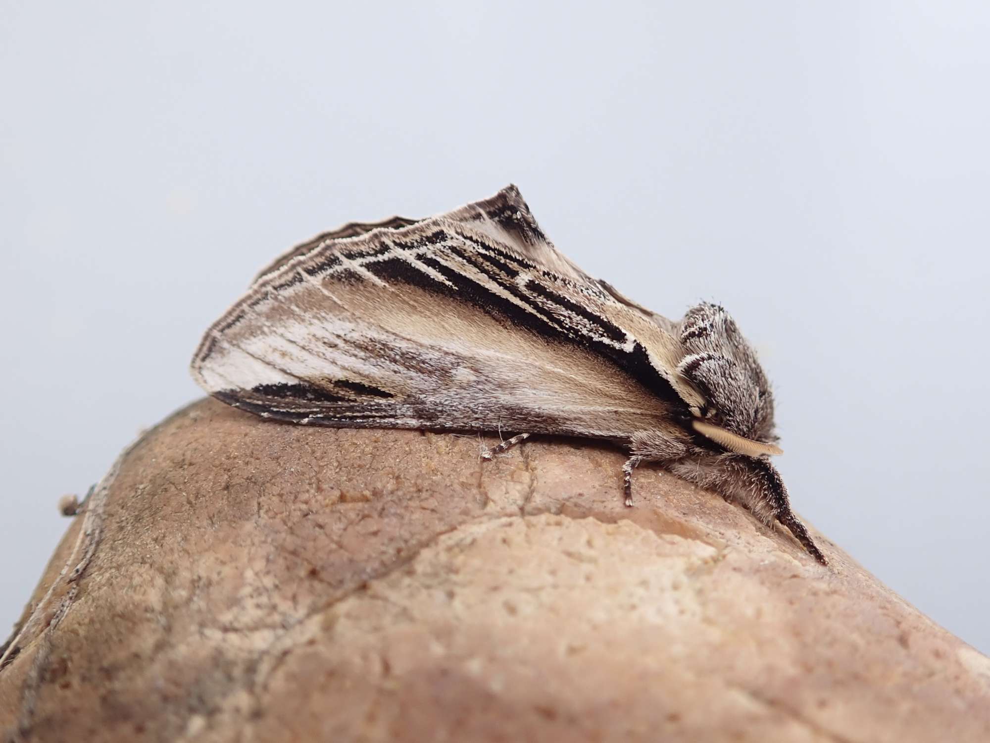 Swallow Prominent (Pheosia tremula) photographed in Somerset by Sue Davies