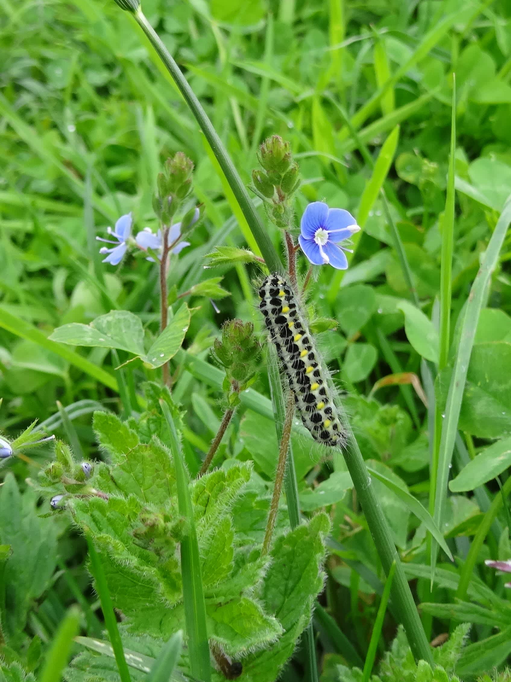 Narrow-bordered Five-spot Burnet (Zygaena lonicerae) photographed in Somerset by Christopher Iles