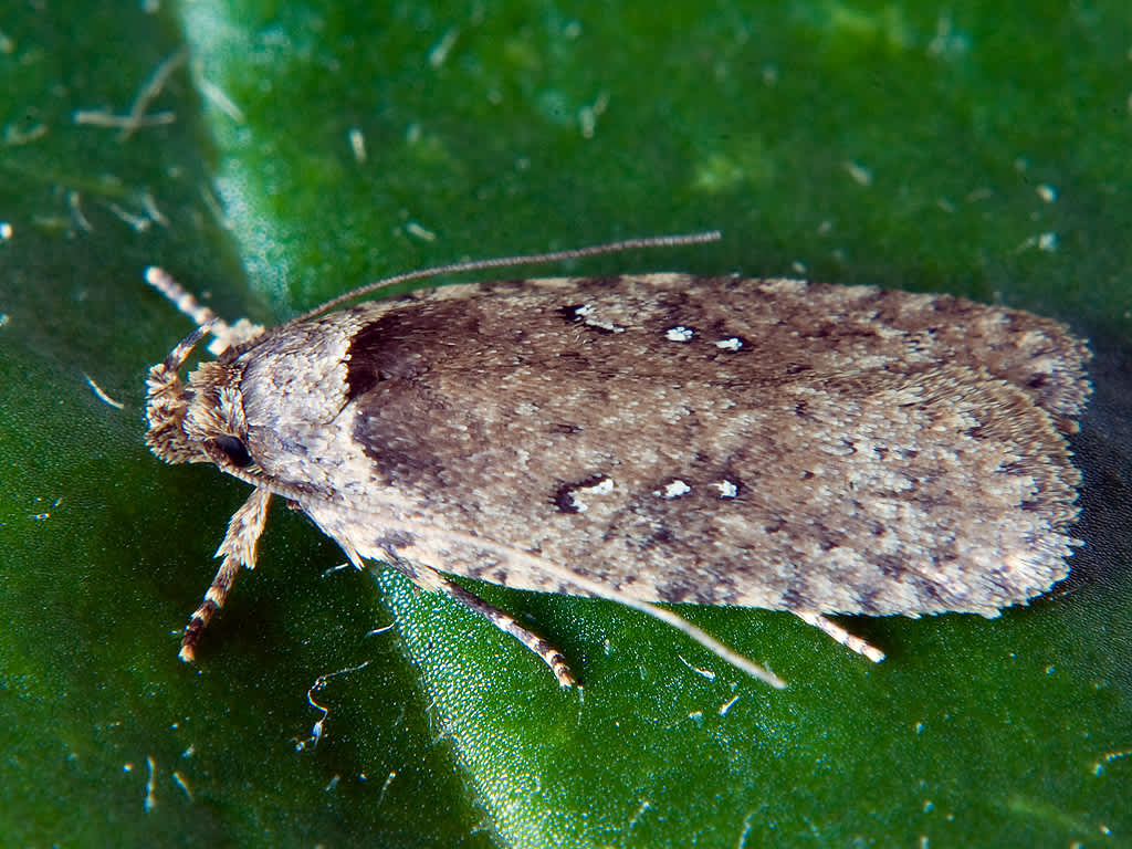 Common Flat-body (Agonopterix heracliana) photographed in Somerset by John Bebbington