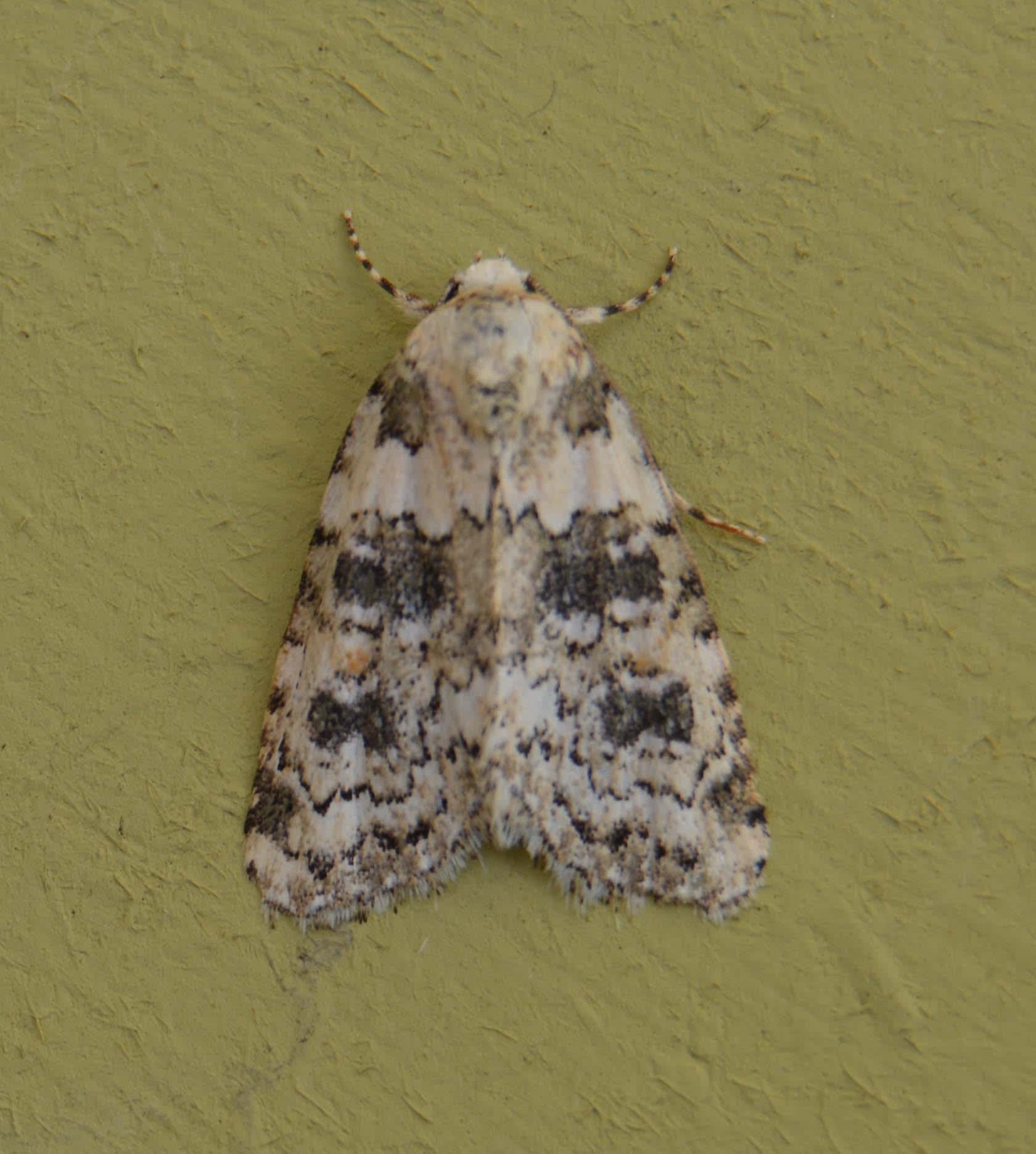 Marbled Beauty (Bryophila domestica) photographed in Somerset by Jenny Vickers