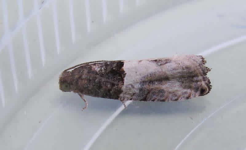 Rosy Cloaked Shoot (Gypsonoma aceriana) photographed in Somerset by Jenny Vickers