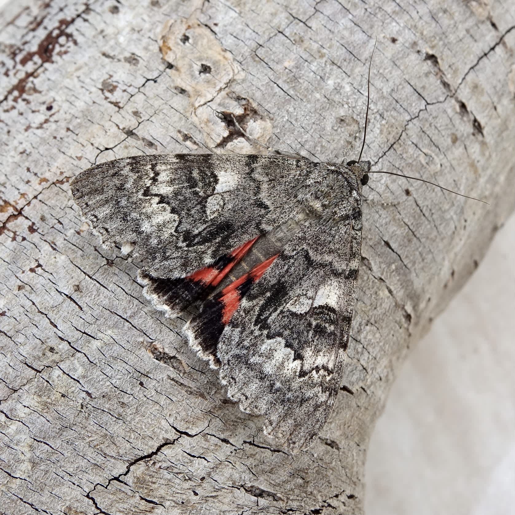 Red Underwing (Catocala nupta) photographed in Somerset by Sue Davies