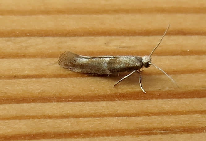 Brown Pine Ermine (Cedestis subfasciella) photographed in Somerset by Steve Chapple