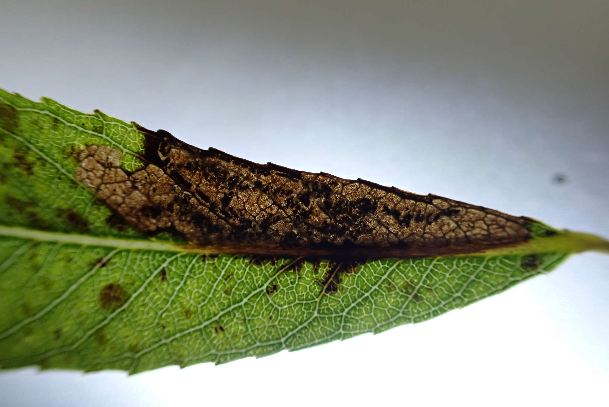 Willow Pigmy (Stigmella obliquella) photographed in Somerset by Jenny Vickers