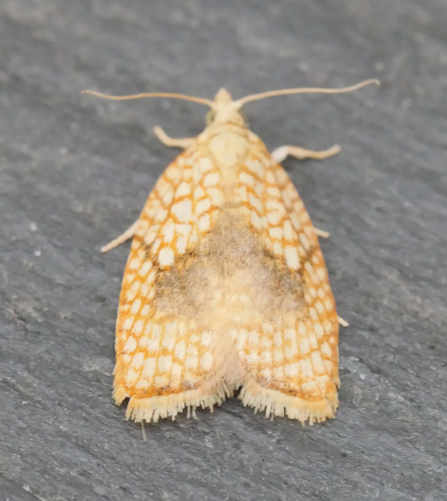 Maple Button (Acleris forsskaleana) photographed in Somerset by Jenny Vickers