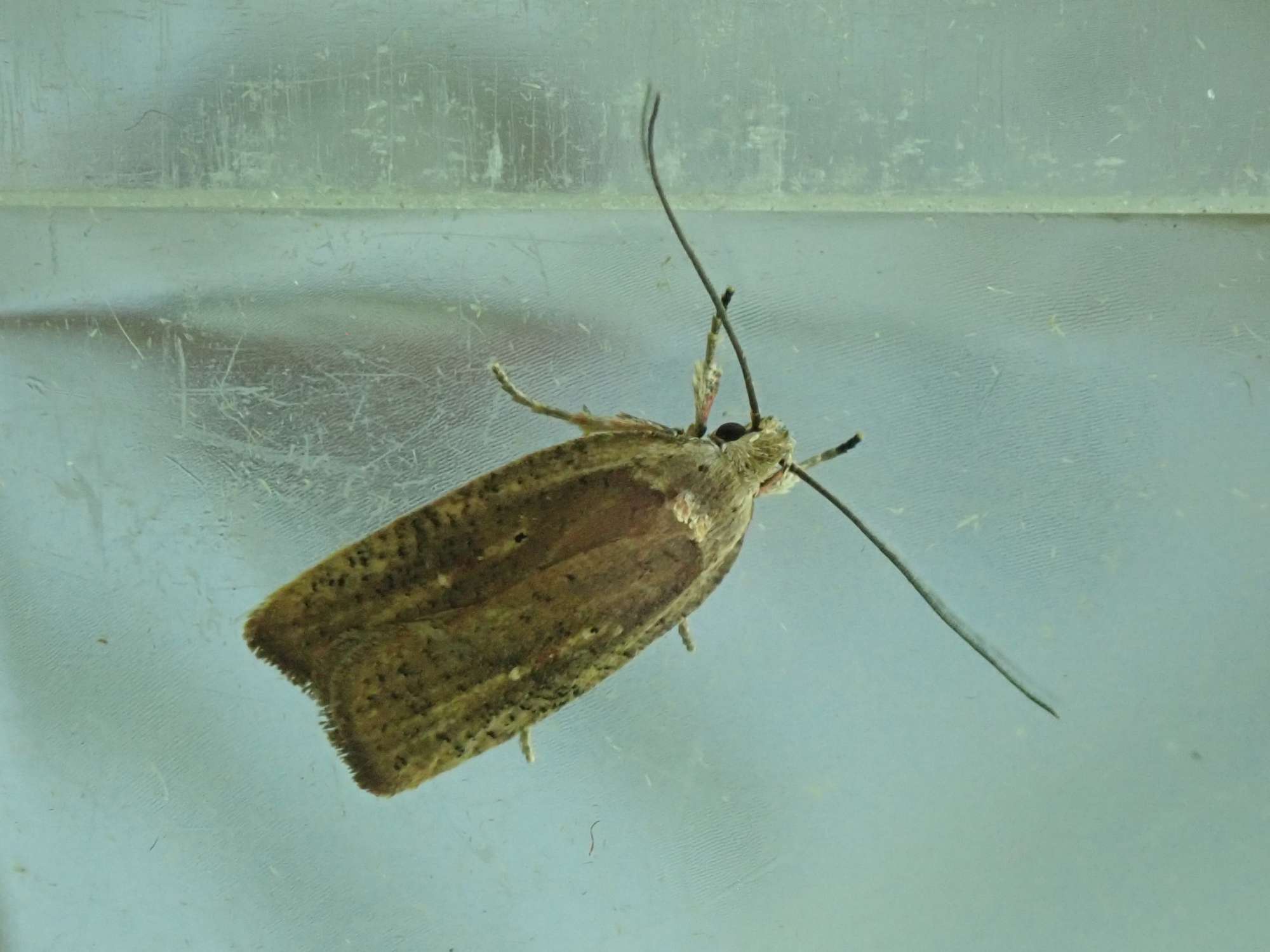 Dark-fringed Flat-body (Agonopterix nervosa) photographed in Somerset by Christopher Iles