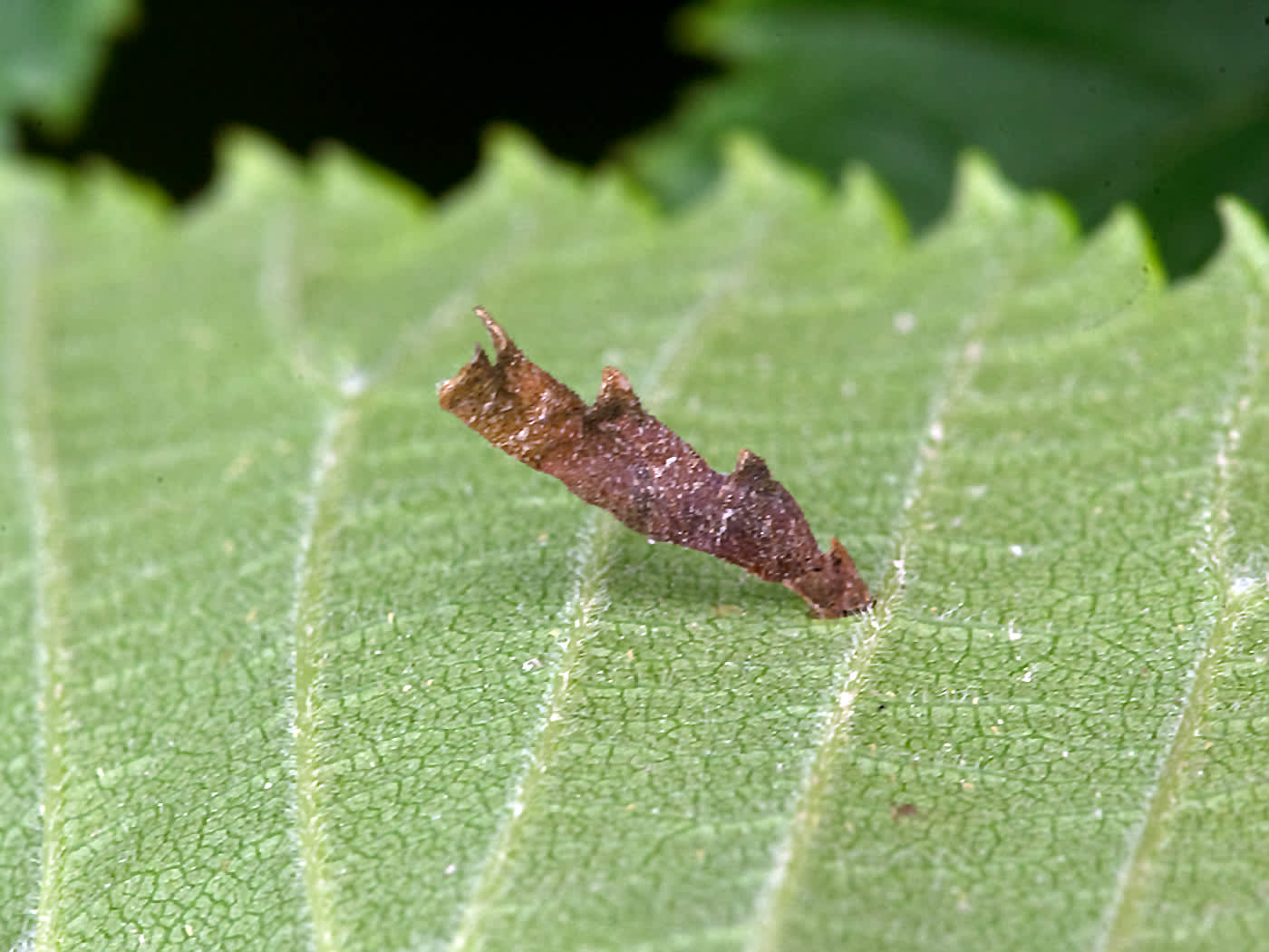 Pale Elm Case-bearer (Coleophora badiipennella) photographed in Somerset by John Bebbington