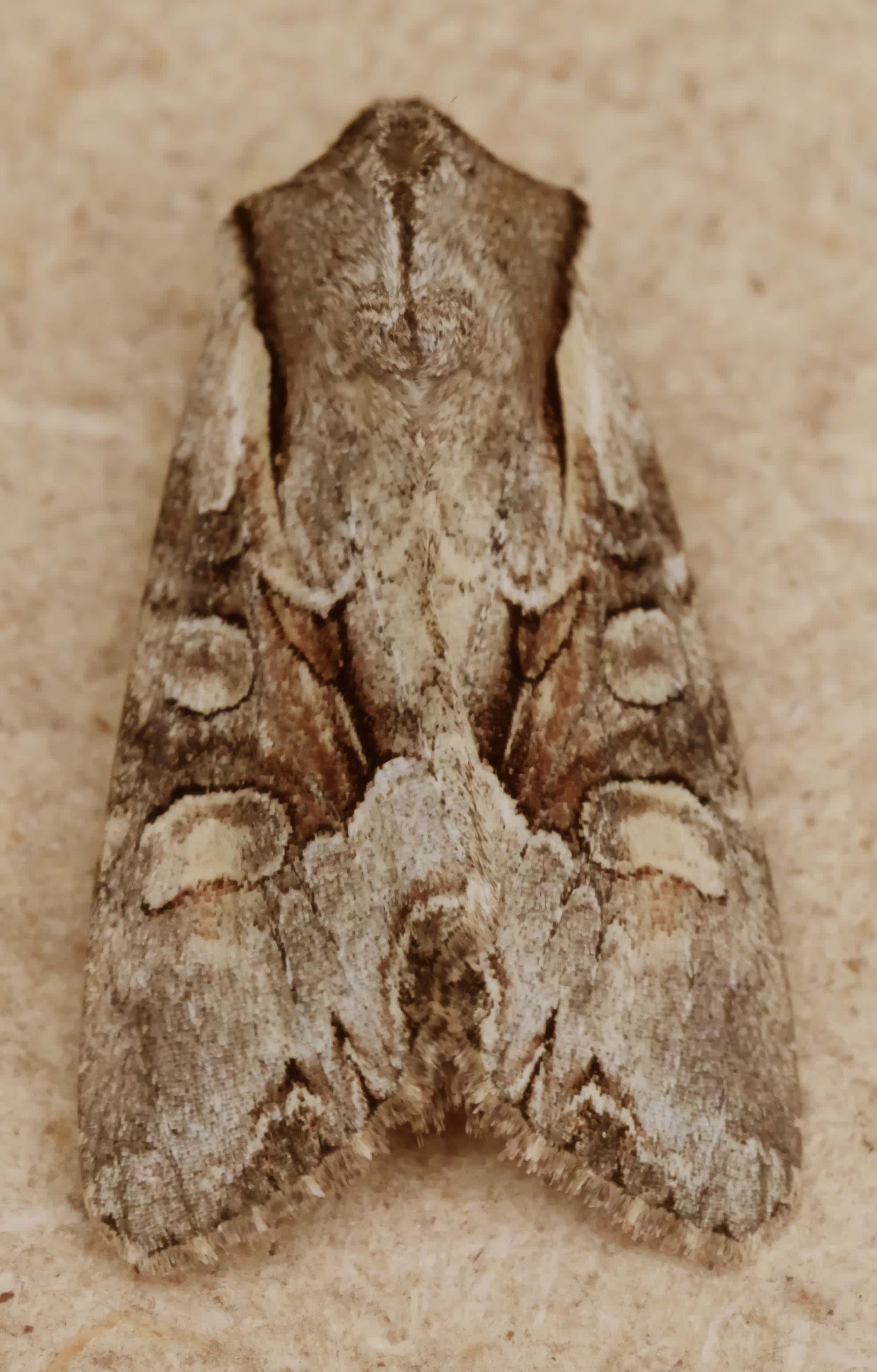 Light Brocade (Lacanobia w-latinum) photographed in Somerset by Jenny Vickers