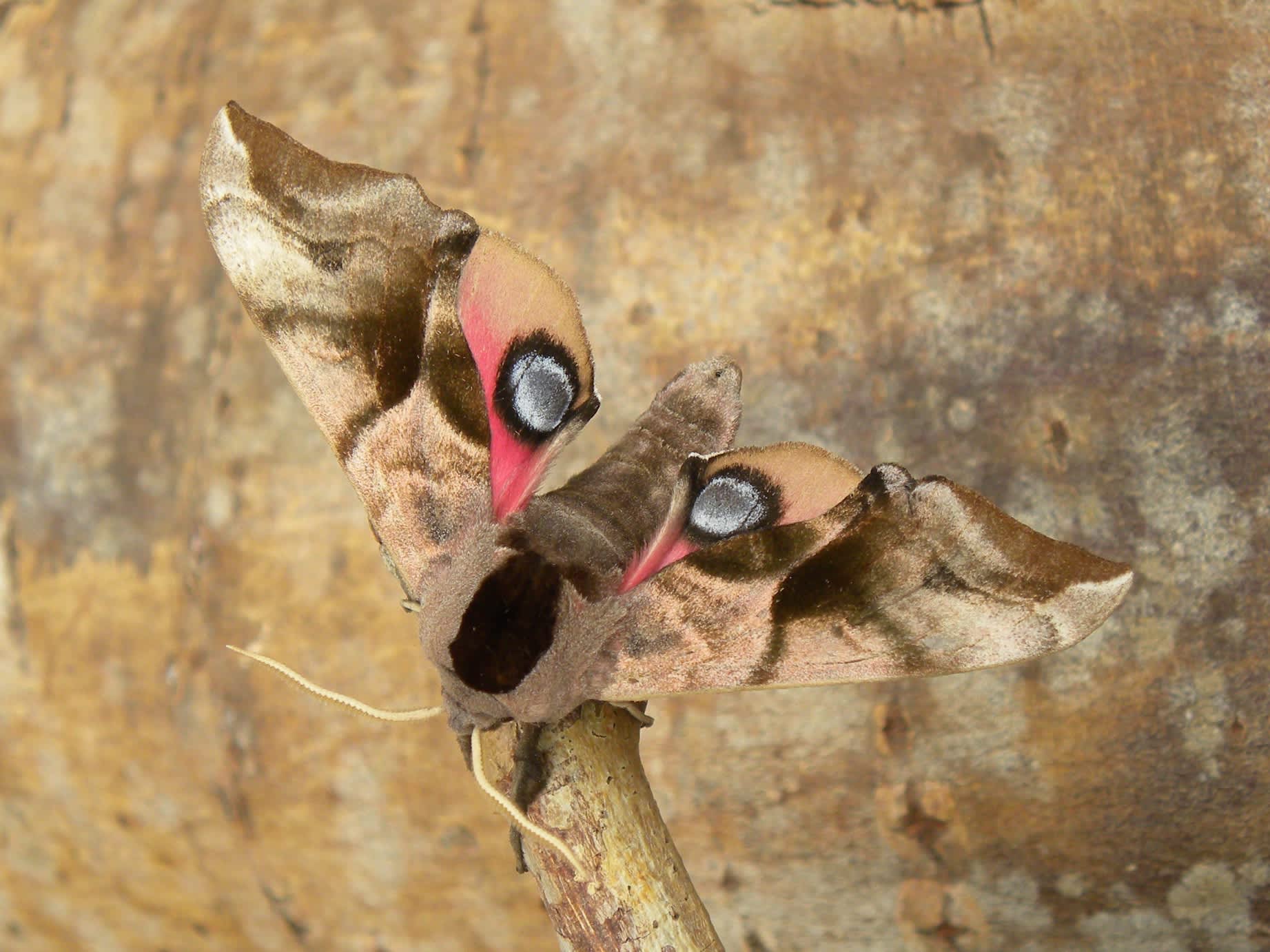 Eyed Hawk-moth (Smerinthus ocellata) photographed in Somerset by Sue Davies