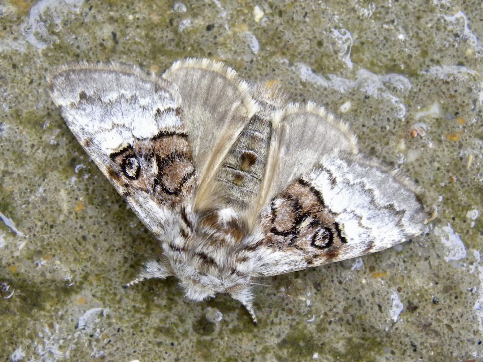 Nut-tree Tussock (Colocasia coryli) photographed in Somerset by Sue Davies