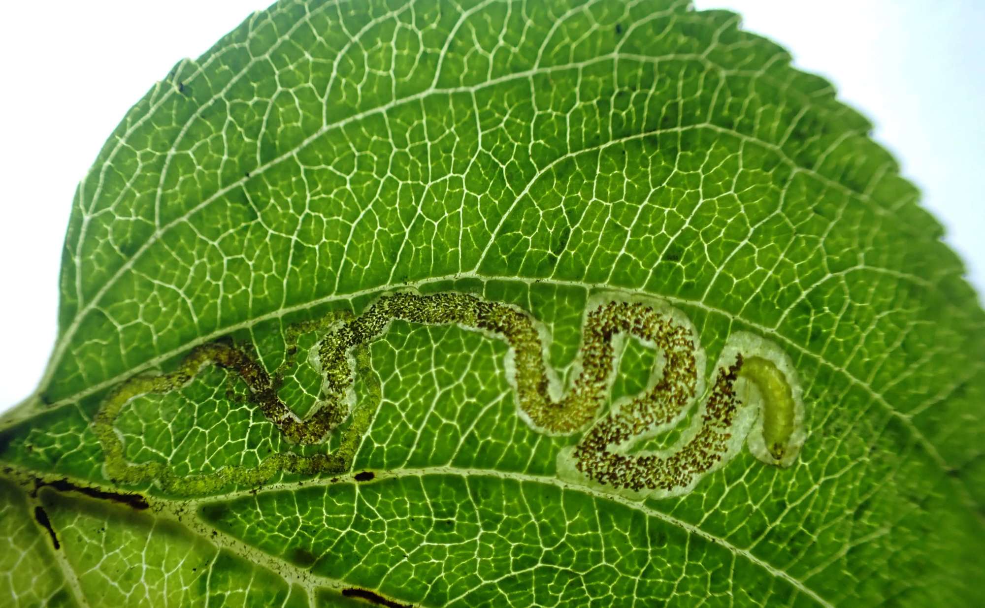 Buckthorn Pigmy (Stigmella catharticella) photographed in Somerset by Jenny Vickers