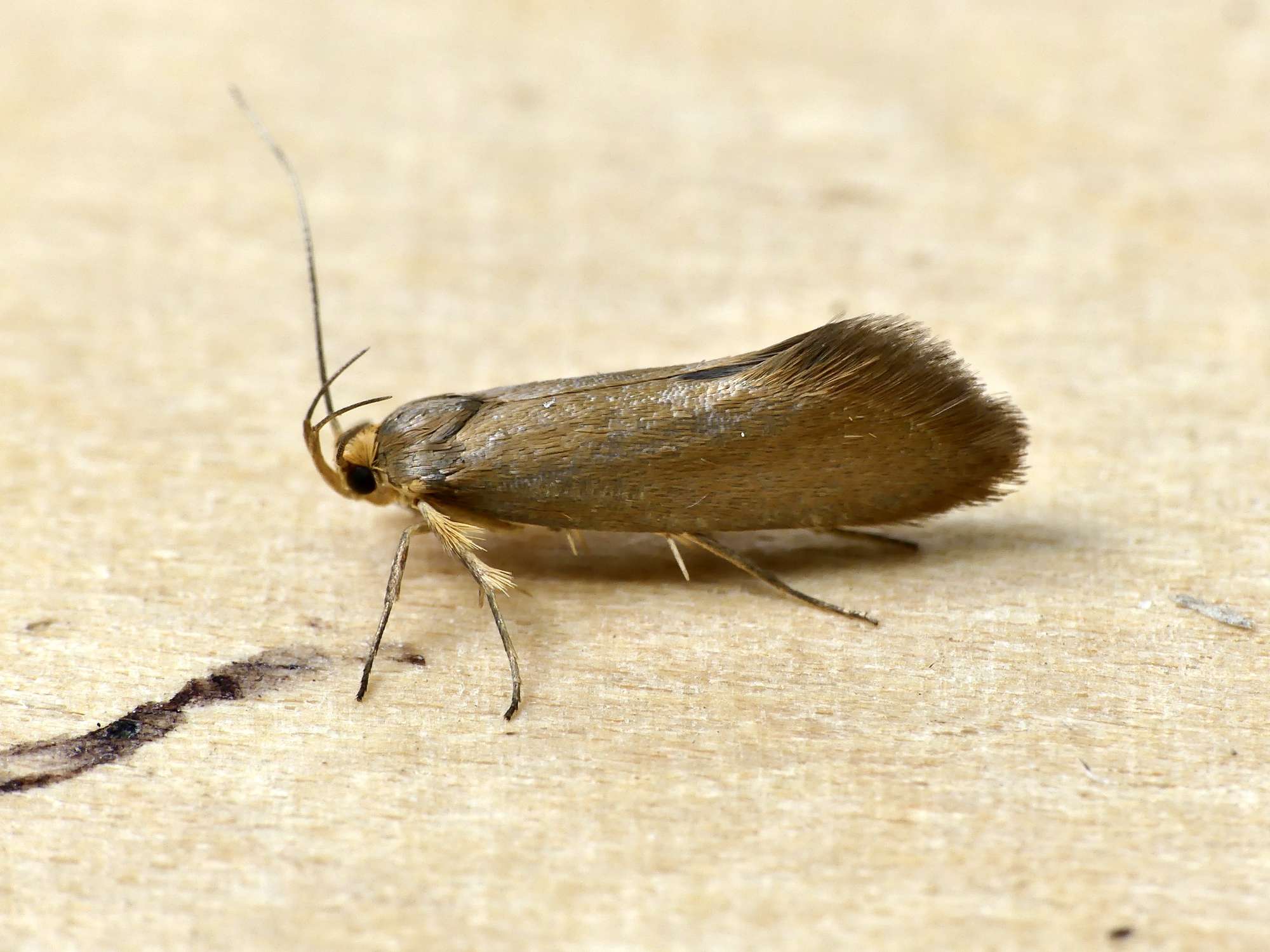 Golden-brown Tubic (Crassa unitella) photographed in Somerset by Paul Wilkins
