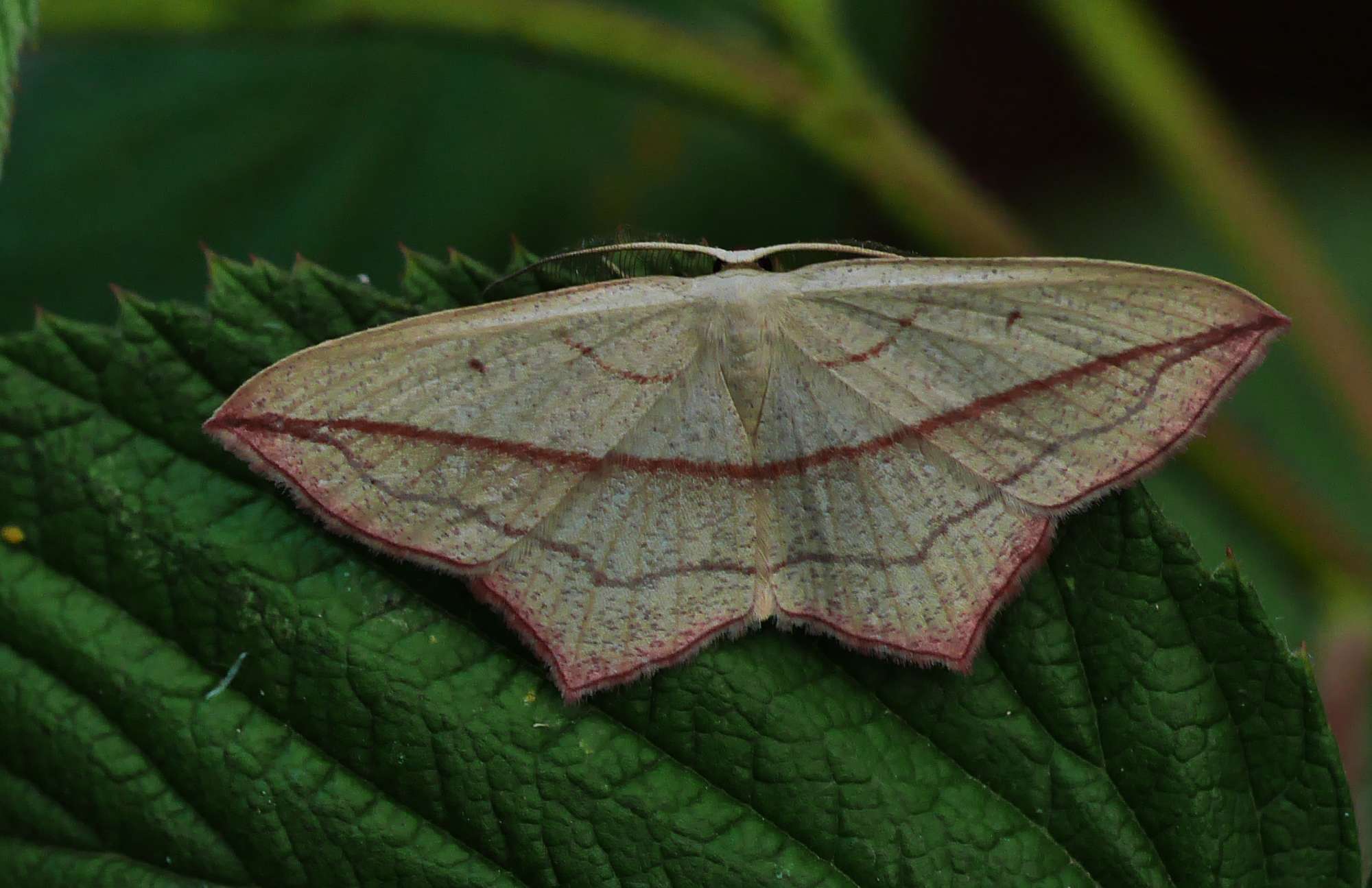 Blood-vein (Timandra comae) photographed in Somerset by John Connolly