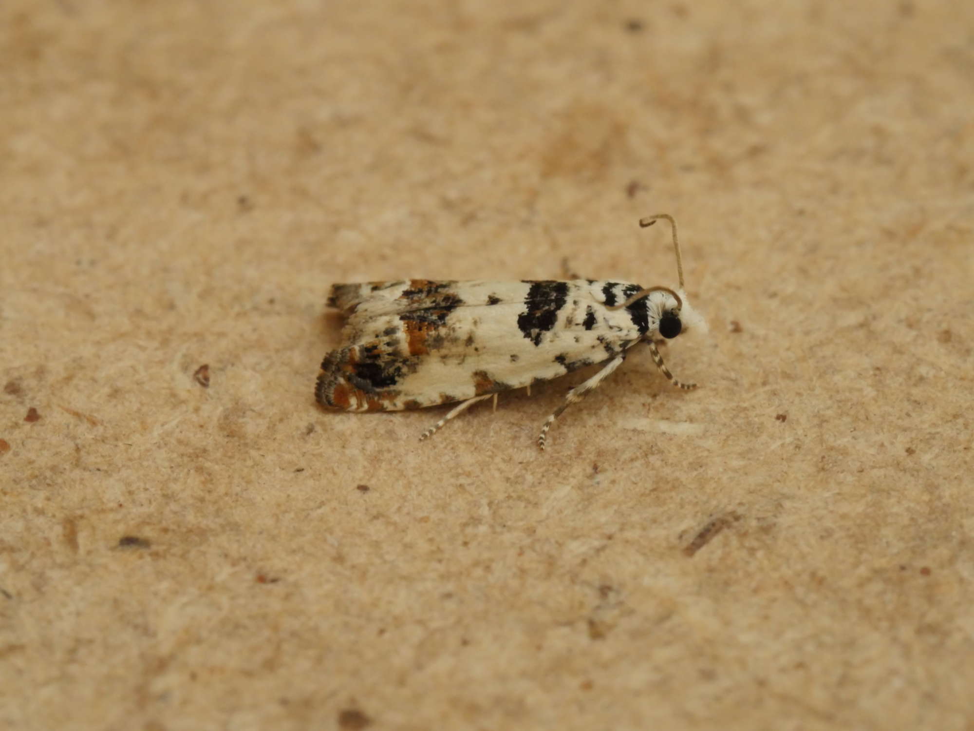 Marbled Bell (Eucosma campoliliana) photographed in Somerset by Jenny Vickers