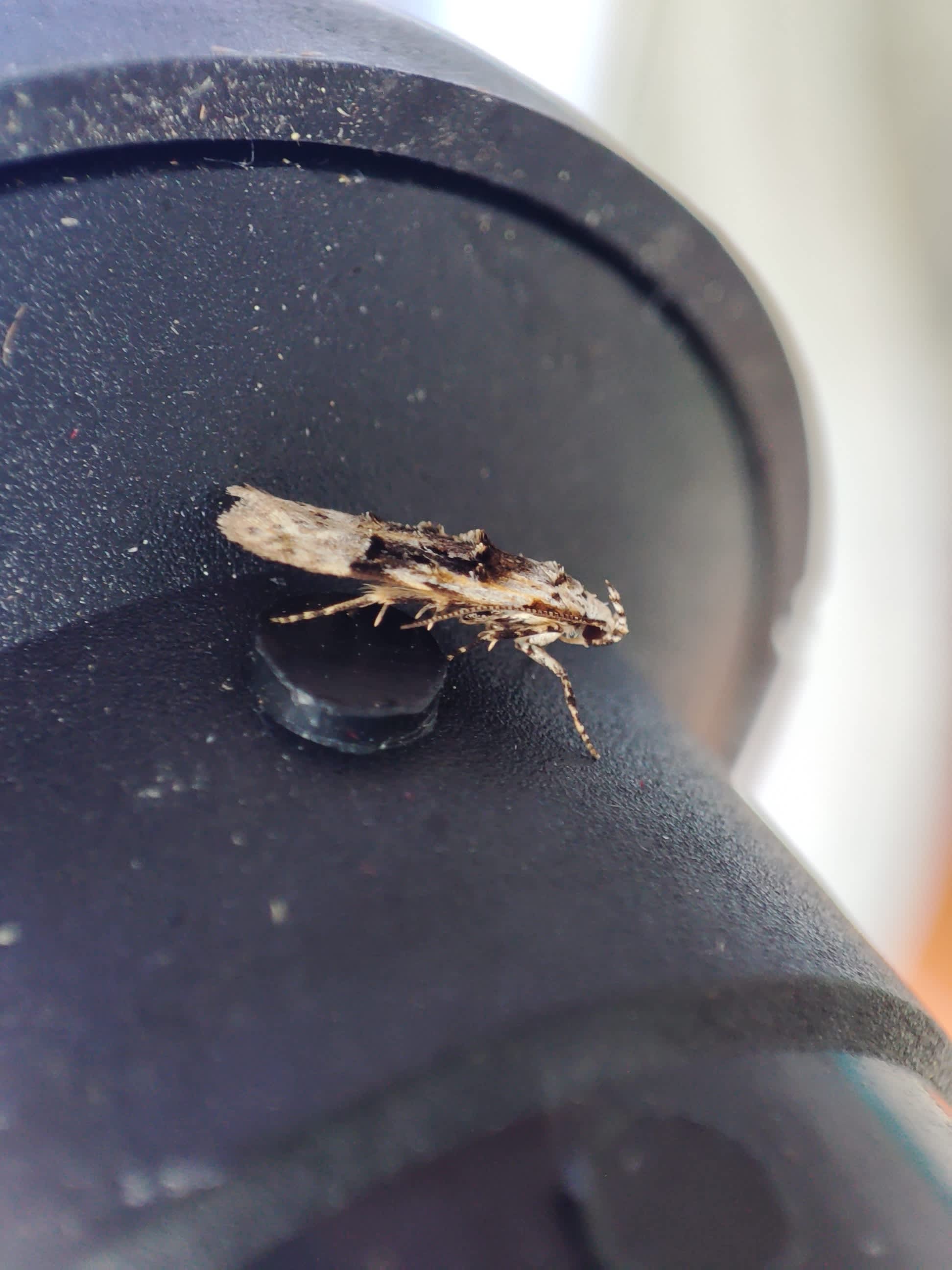 Horse-shoe Groundling (Altenia scriptella) photographed in Somerset by Jane Cole