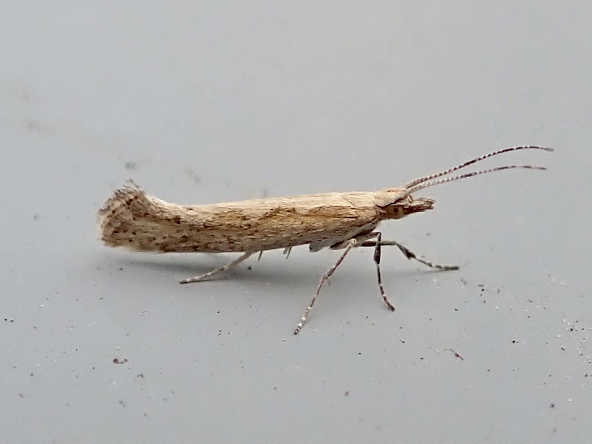 Diamond-back (Plutella xylostella) photographed in Somerset by Sue Davies