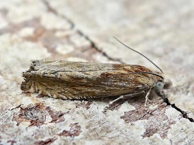 Bright Bell (Eucosma hohenwartiana) photographed in Somerset by Sue Davies