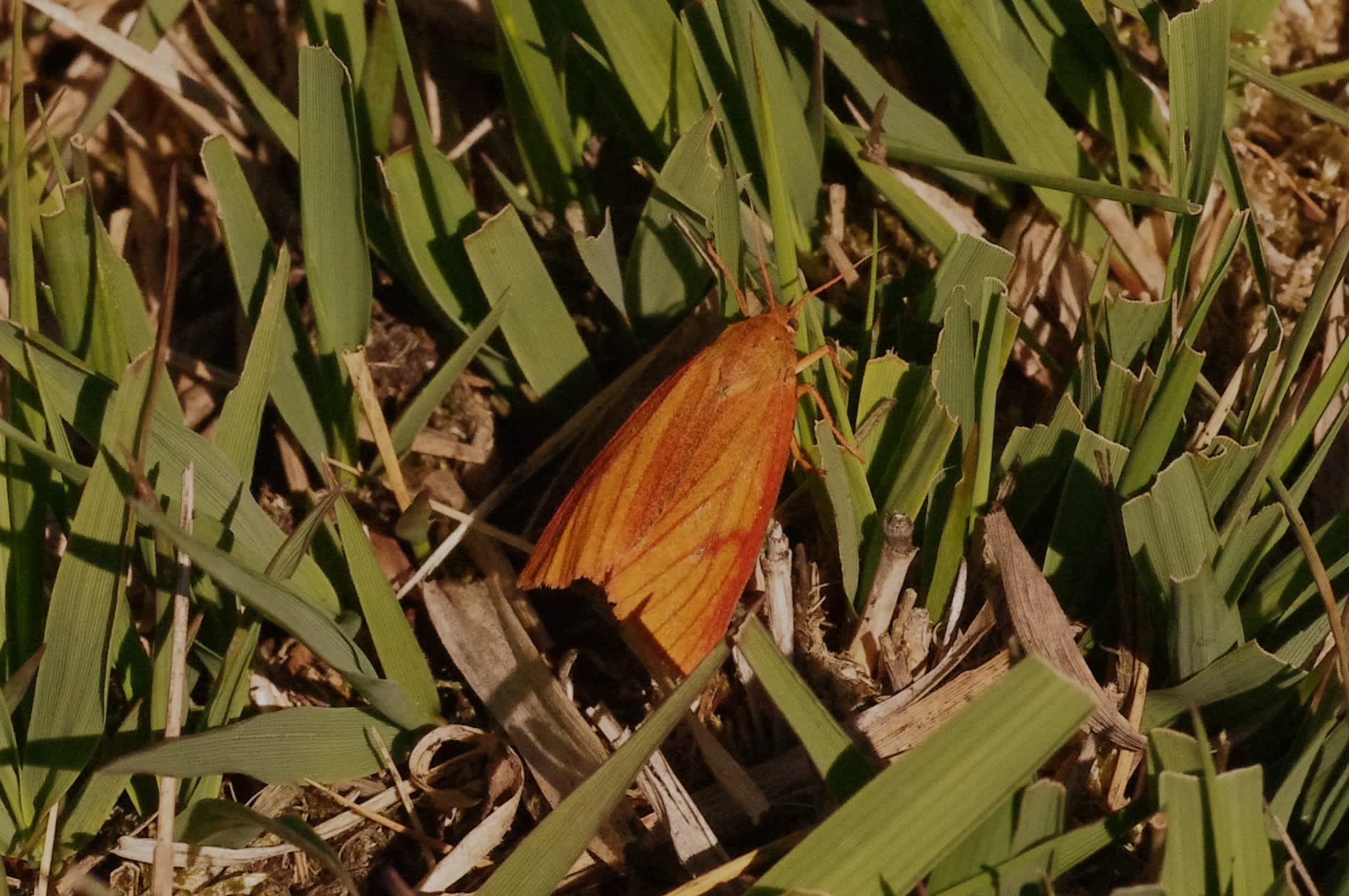 Clouded Buff (Diacrisia sannio) photographed in Somerset by John Connolly