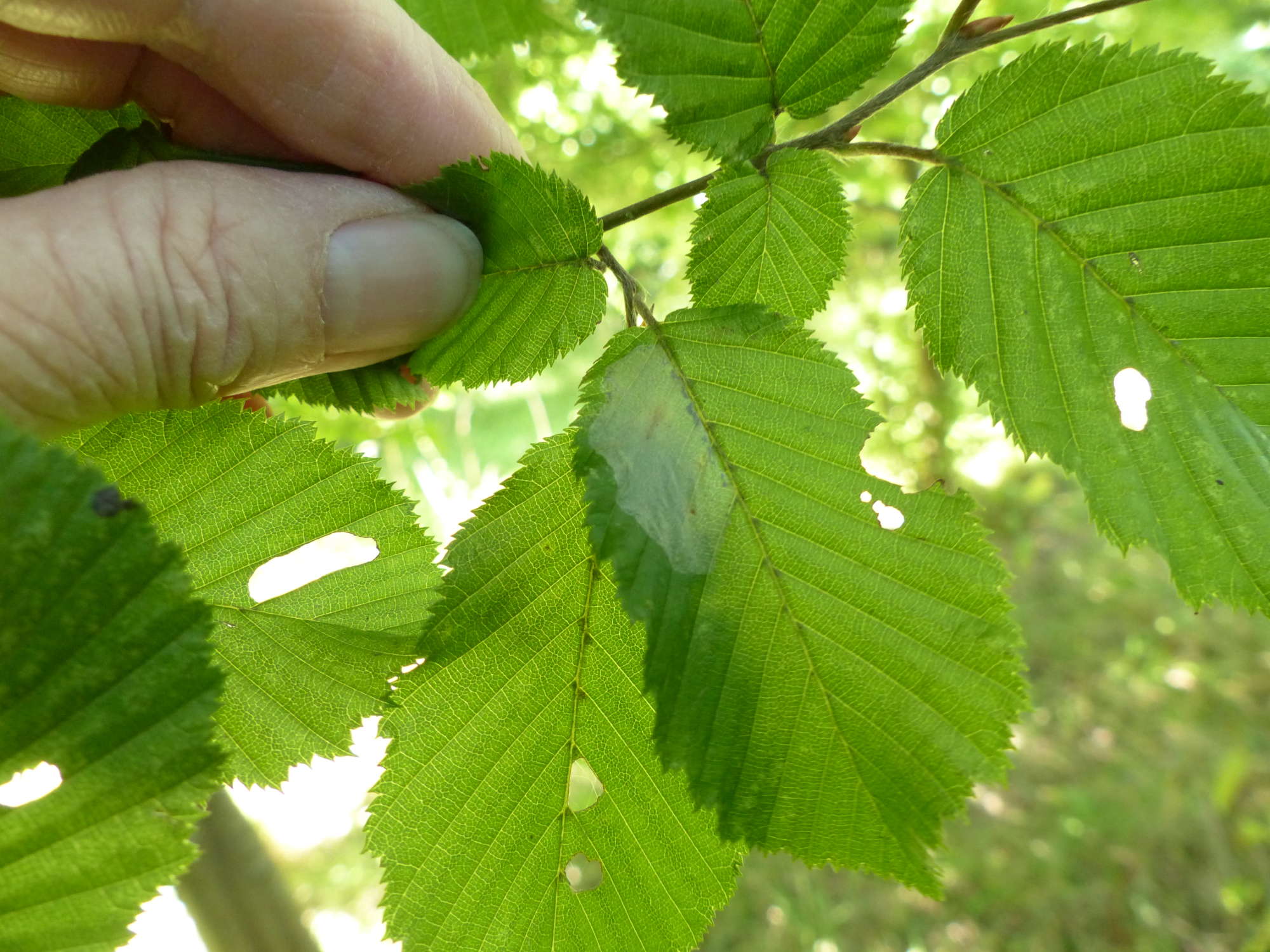 Dark Hornbeam Midget (Phyllonorycter esperella) photographed in Somerset by Jenny Vickers