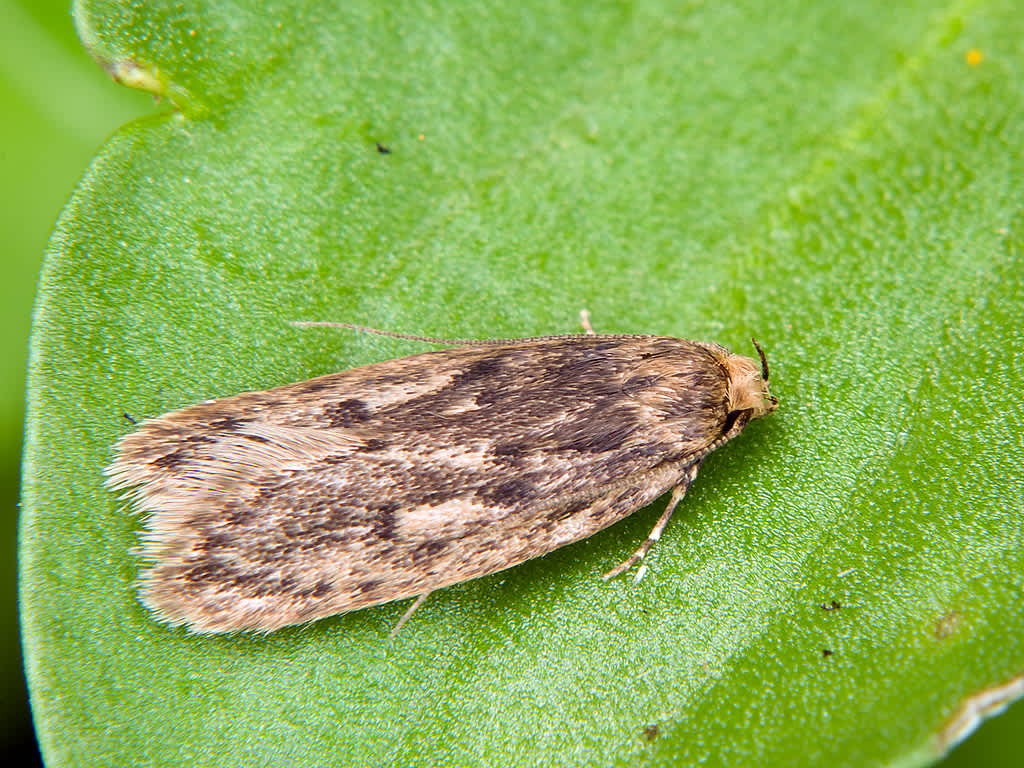 Brown House Moth (Hofmannophila pseudospretella) photographed in Somerset by John Bebbington