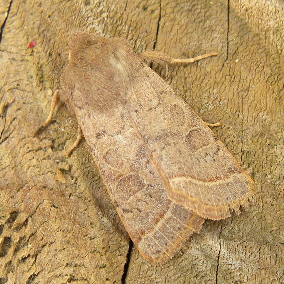 Common Quaker (Orthosia cerasi) photographed in Somerset by Sue Davies