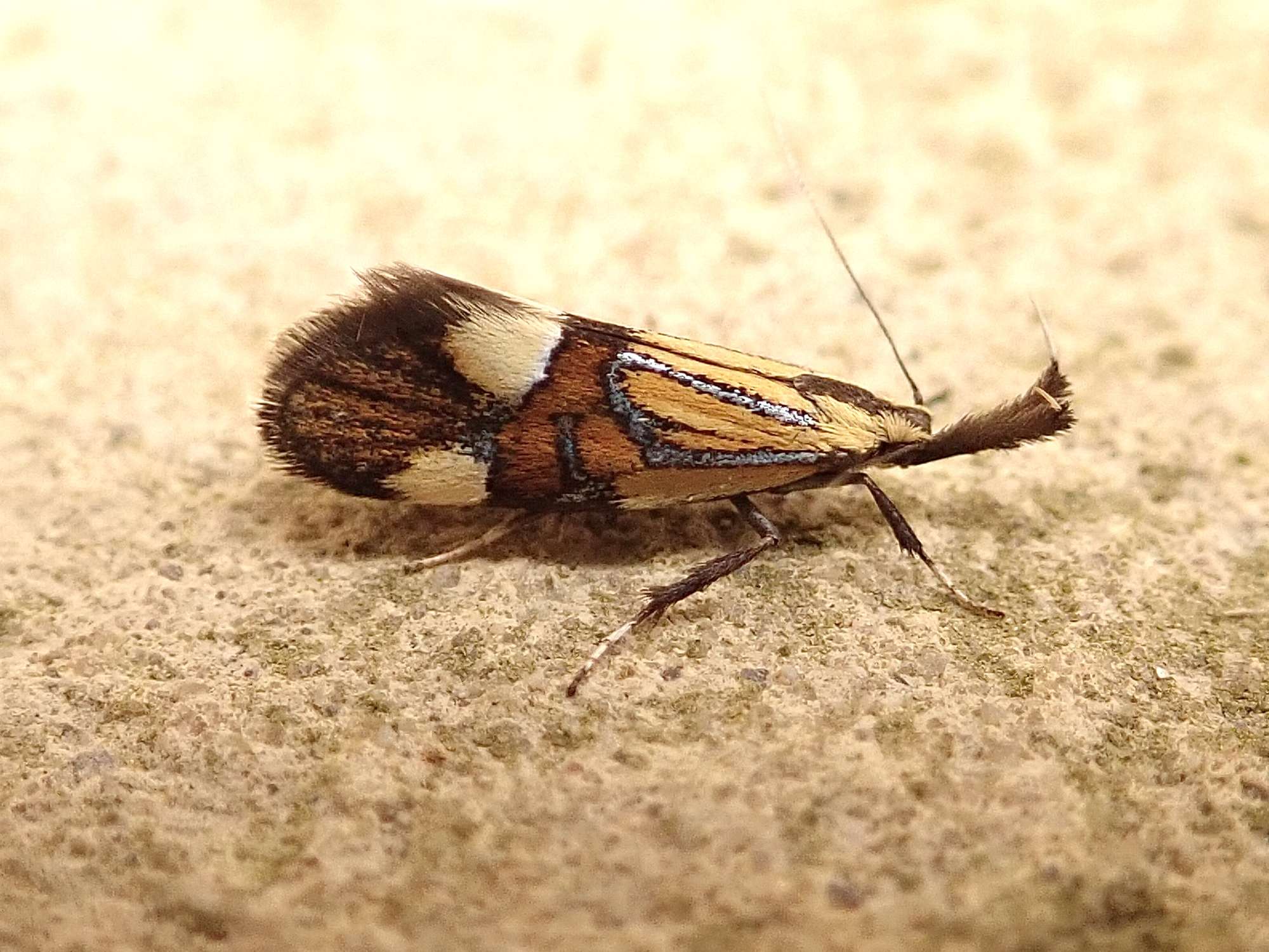 Common Tubic (Alabonia geoffrella) photographed in Somerset by Sue Davies