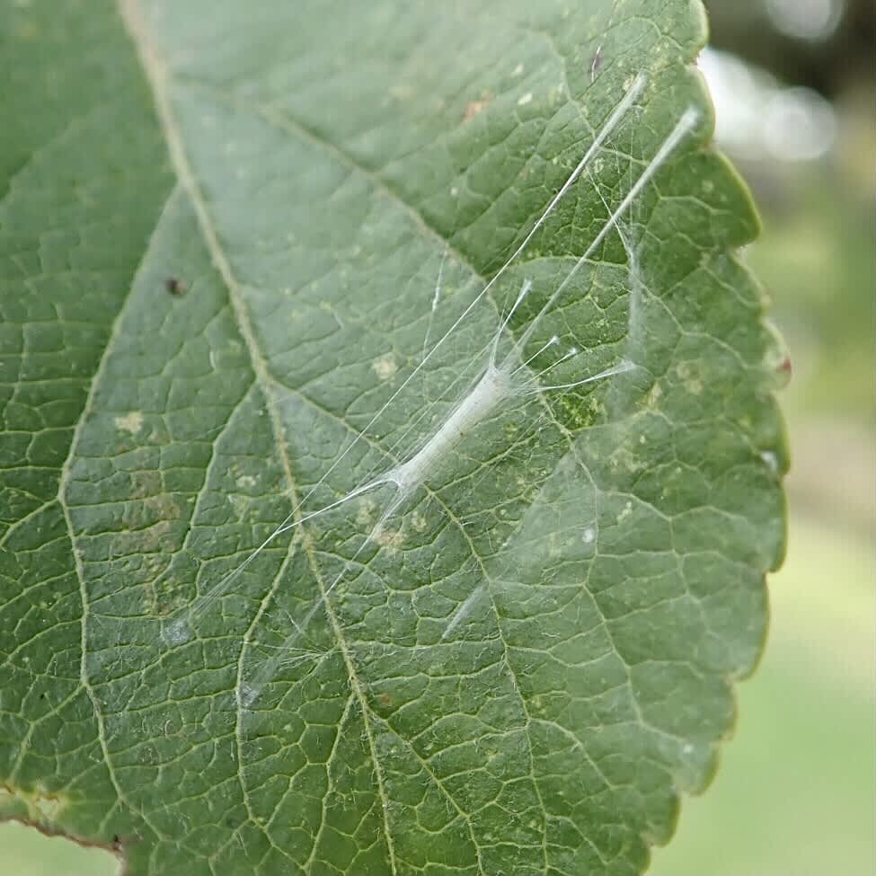 Apple Leaf-miner (Lyonetia clerkella) photographed in Somerset by Sue Davies
