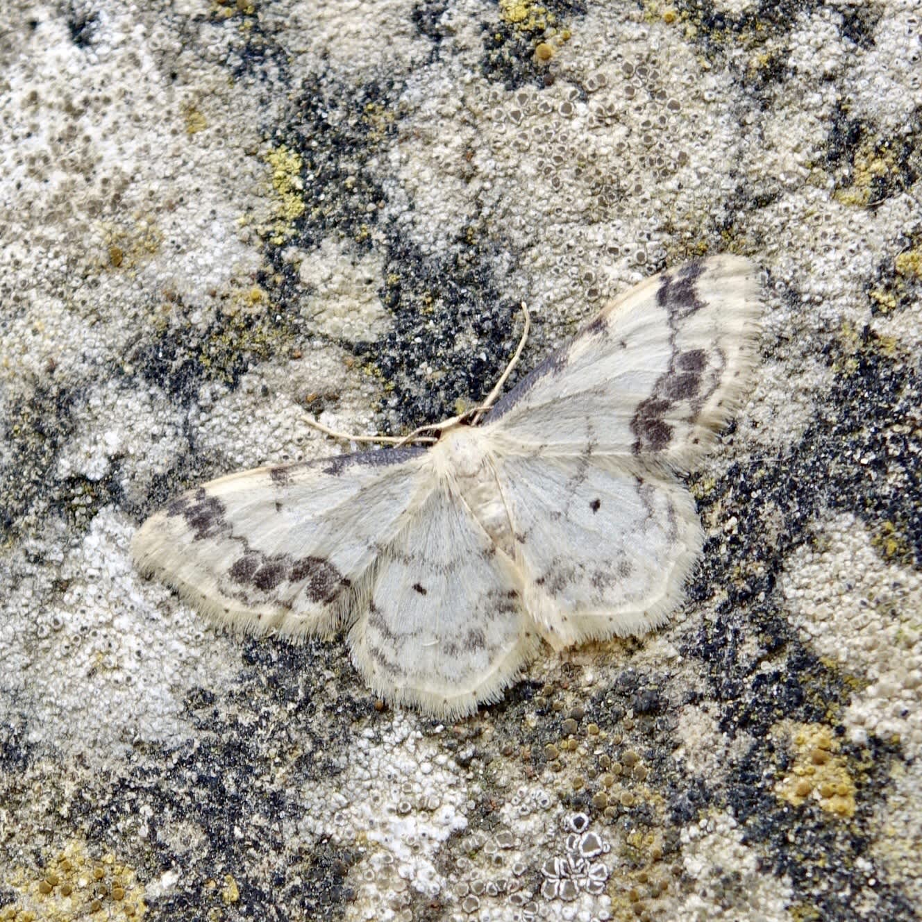 Treble Brown Spot (Idaea trigeminata) photographed in Somerset by Sue Davies