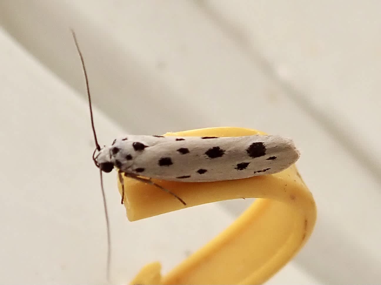 Dotted Ermel (Ethmia dodecea) photographed in Somerset by Sue Davies