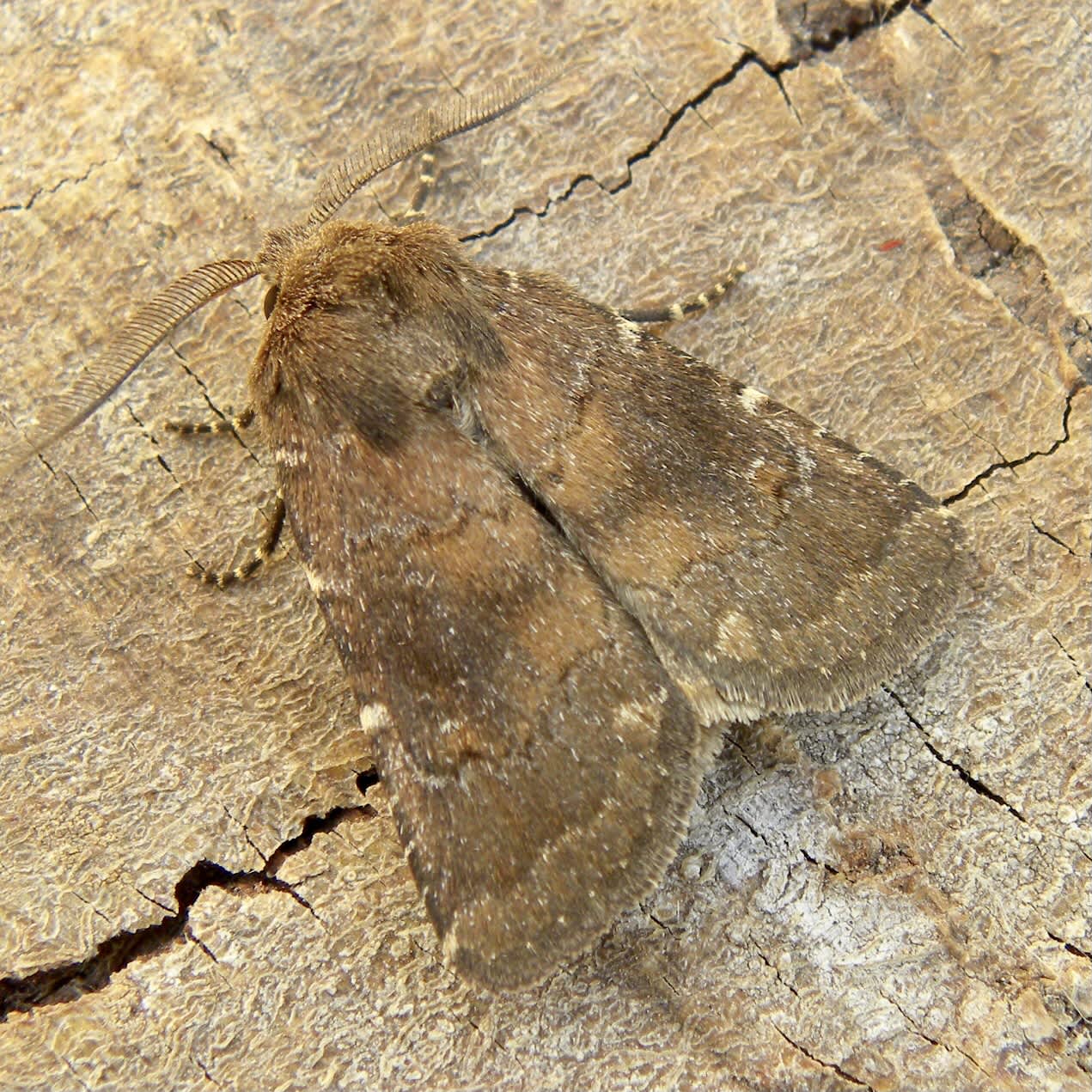 Brown Rustic (Rusina ferruginea) photographed in Somerset by Sue Davies