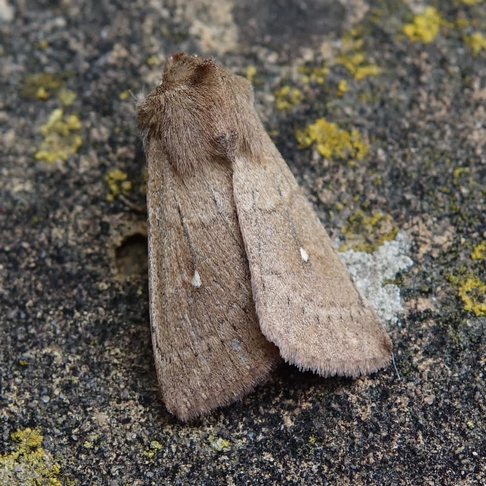 White-point | Somerset Moths