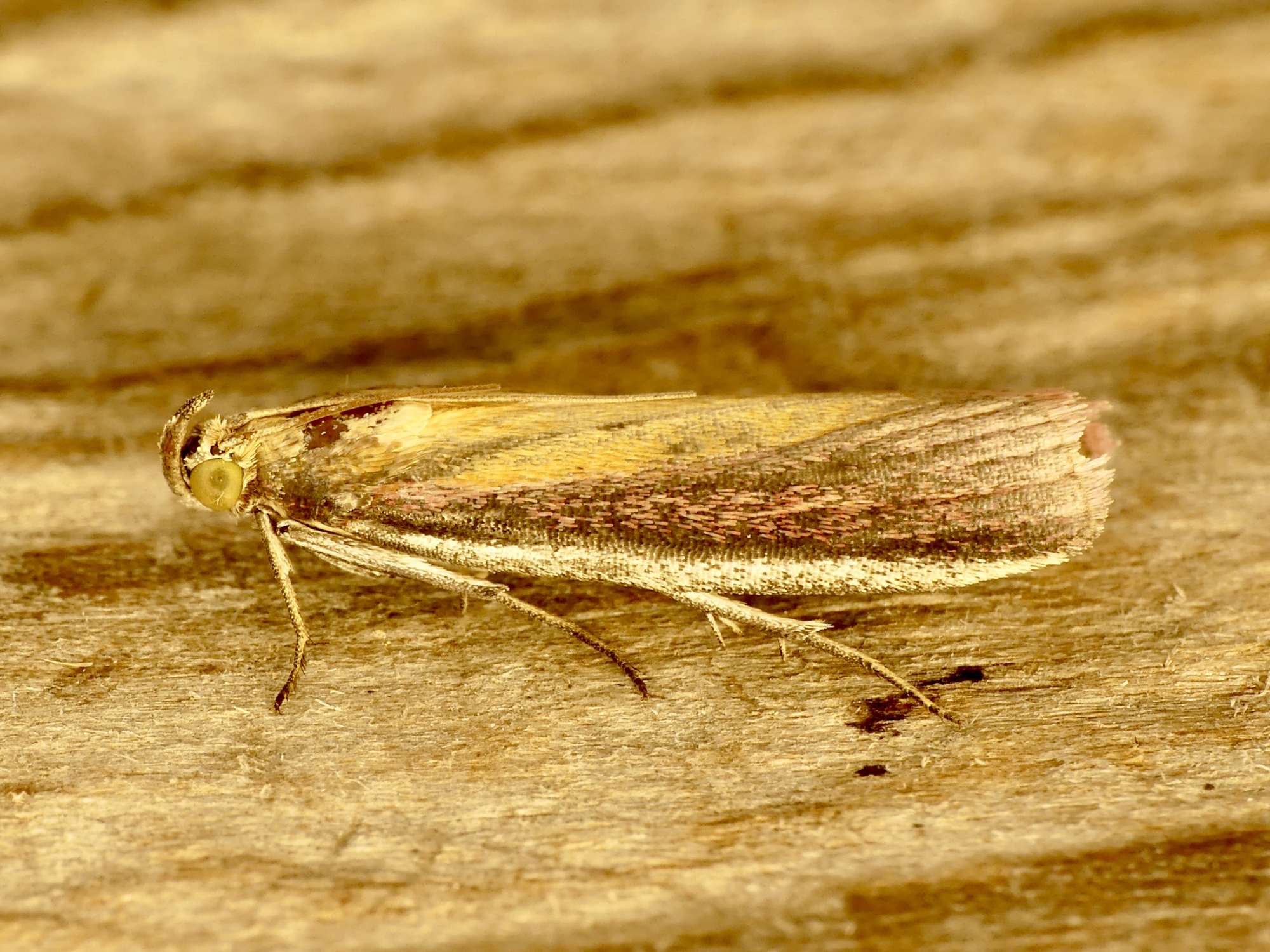 Rosy-striped Knot-horn (Oncocera semirubella) photographed in Somerset by Paul Wilkins