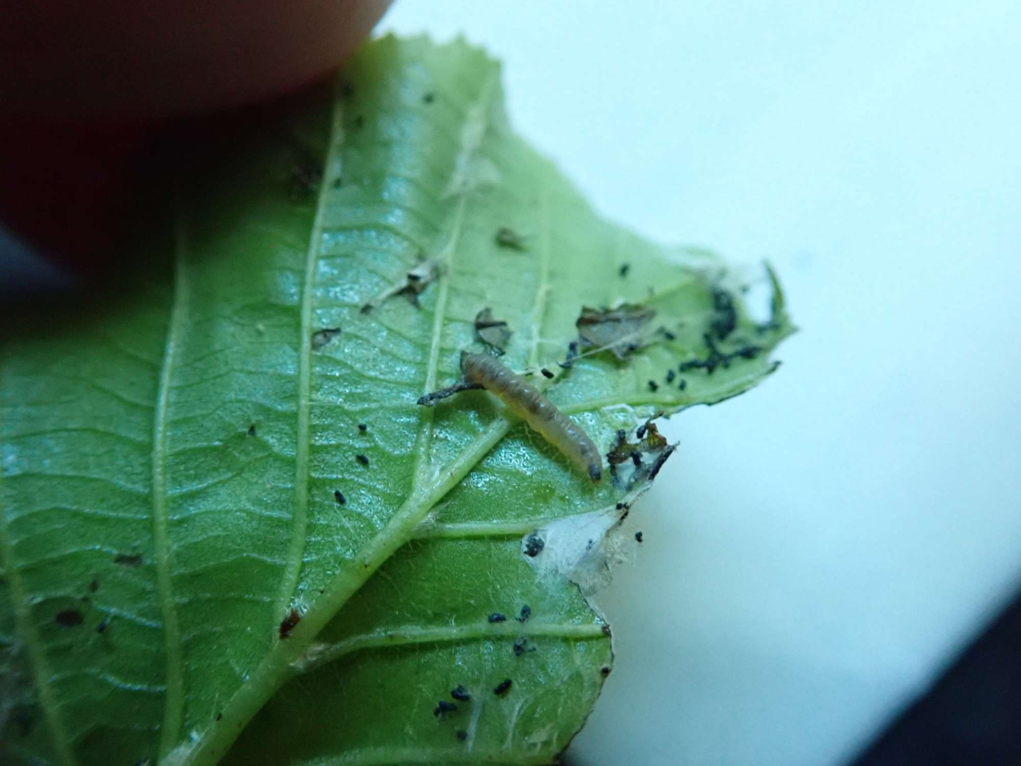 Common Birch Bell (Epinotia immundana) photographed in Somerset by Christopher Iles