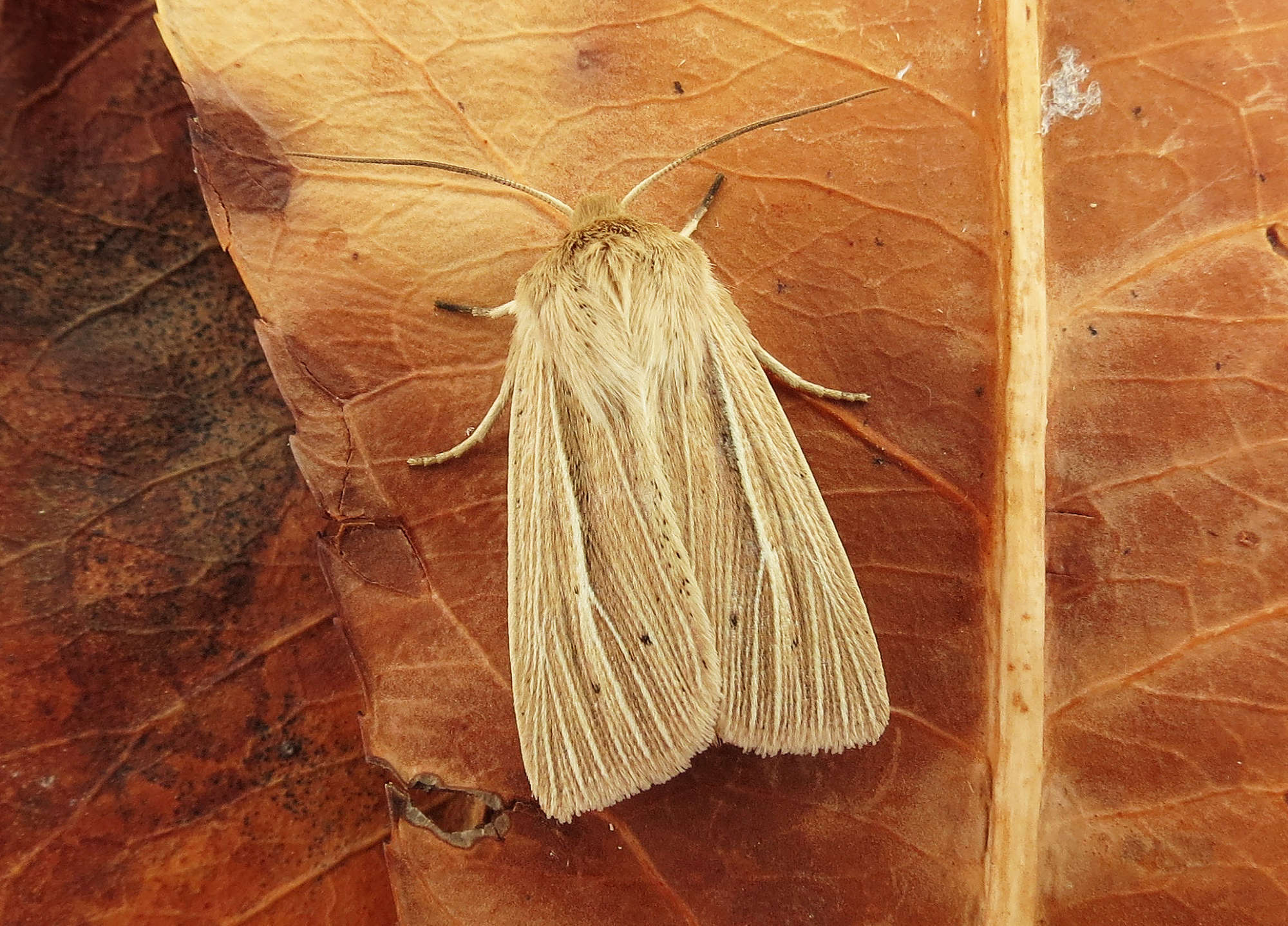 Smoky Wainscot (Mythimna impura) photographed in Somerset by Steve Chapple