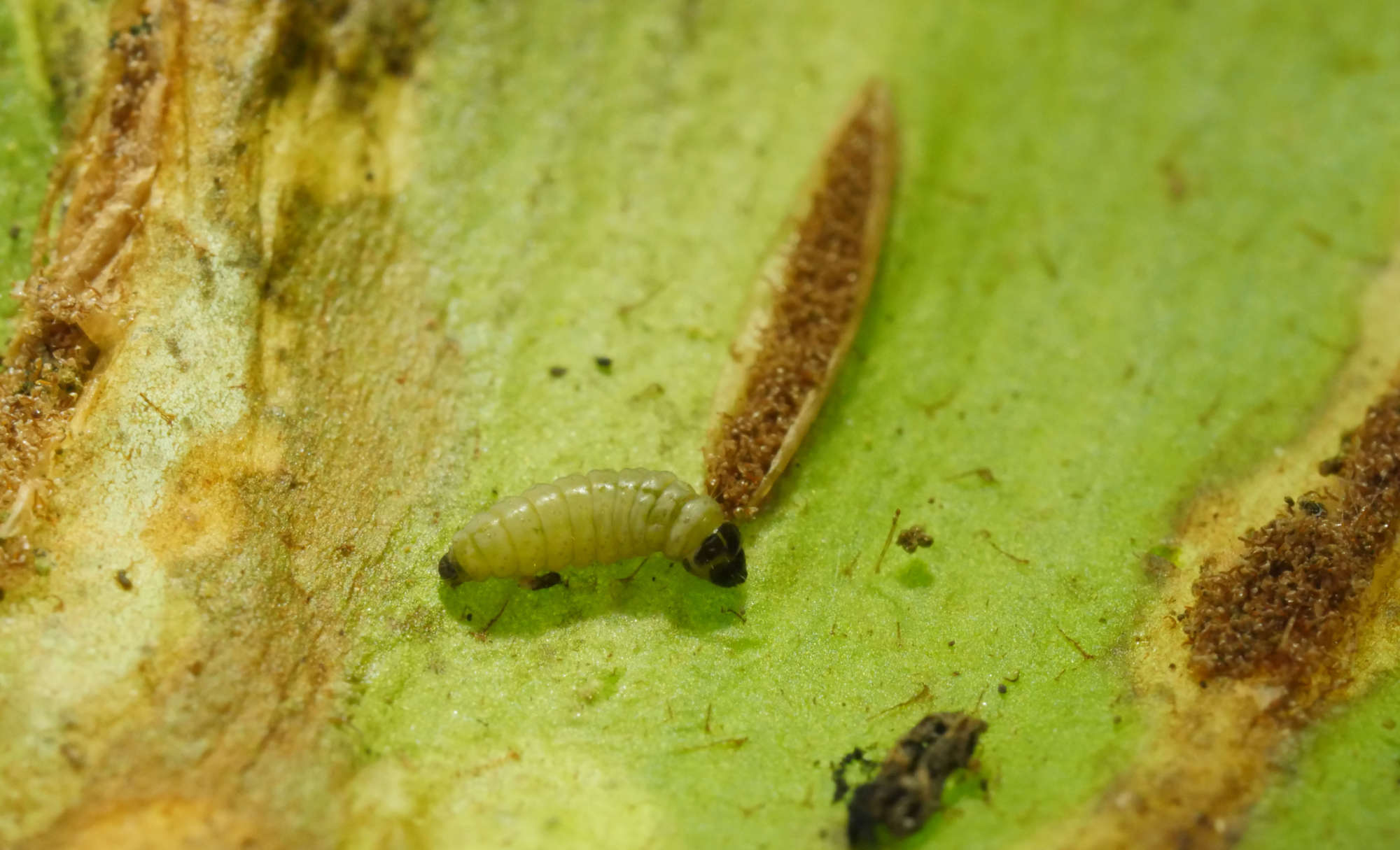 Hart's-tongue Smut (Psychoides verhuella) photographed in Somerset by Jenny Vickers