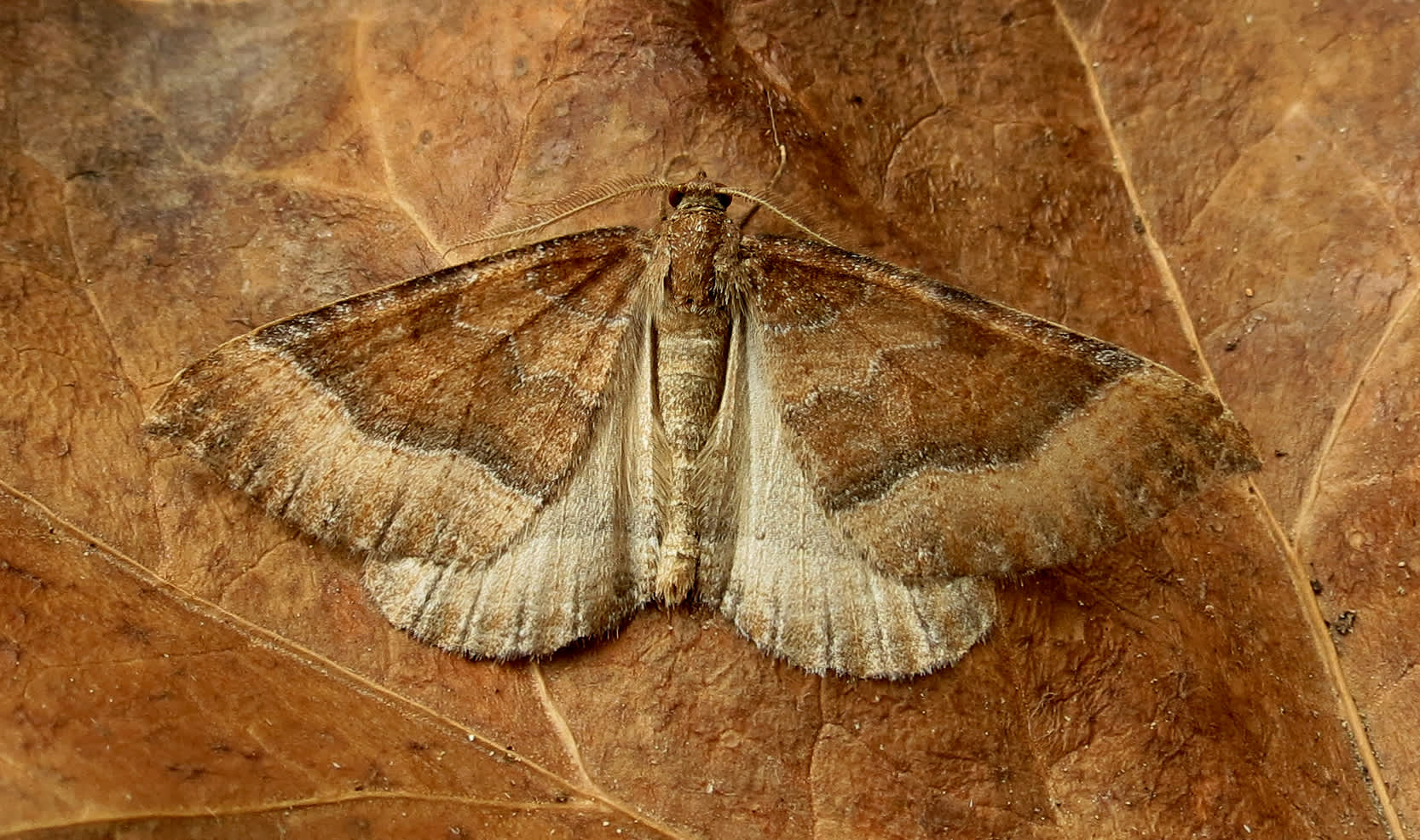 The Mallow (Larentia clavaria) photographed in Somerset by Steve Chapple