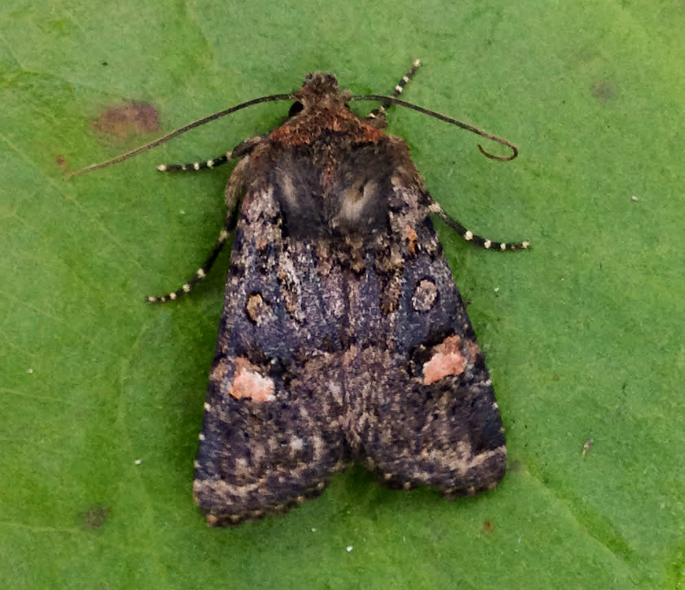 Oak Rustic (Dryobota labecula) photographed in Somerset by James McGill