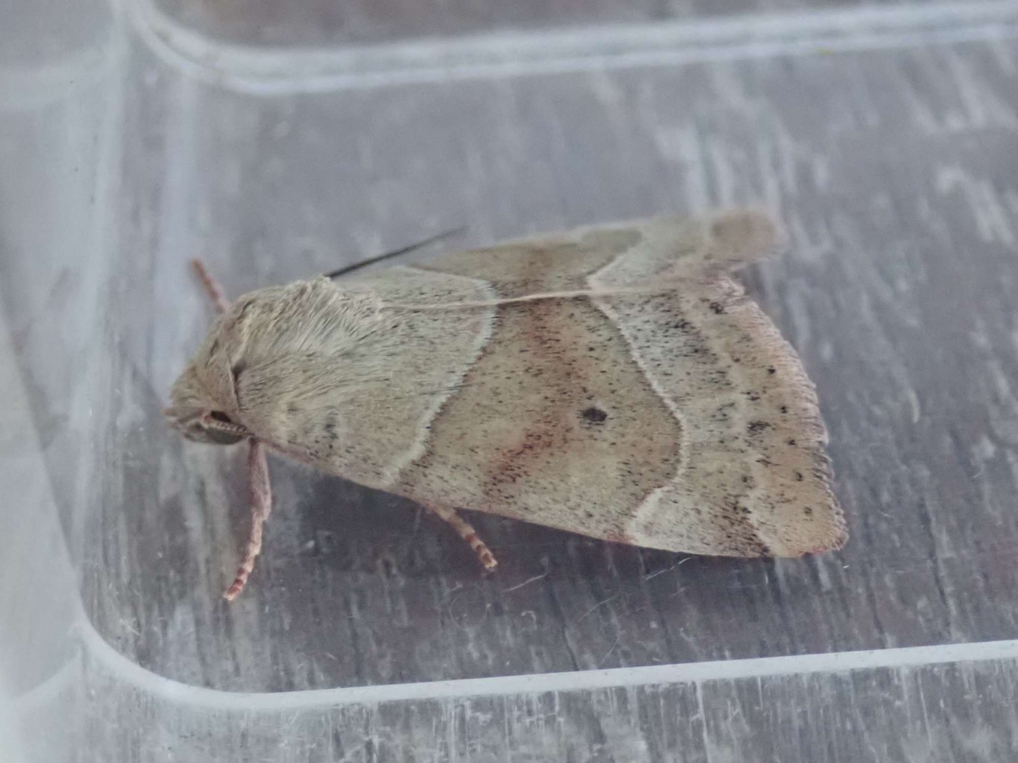 Dun-bar (Cosmia trapezina) photographed in Somerset by Christopher Iles