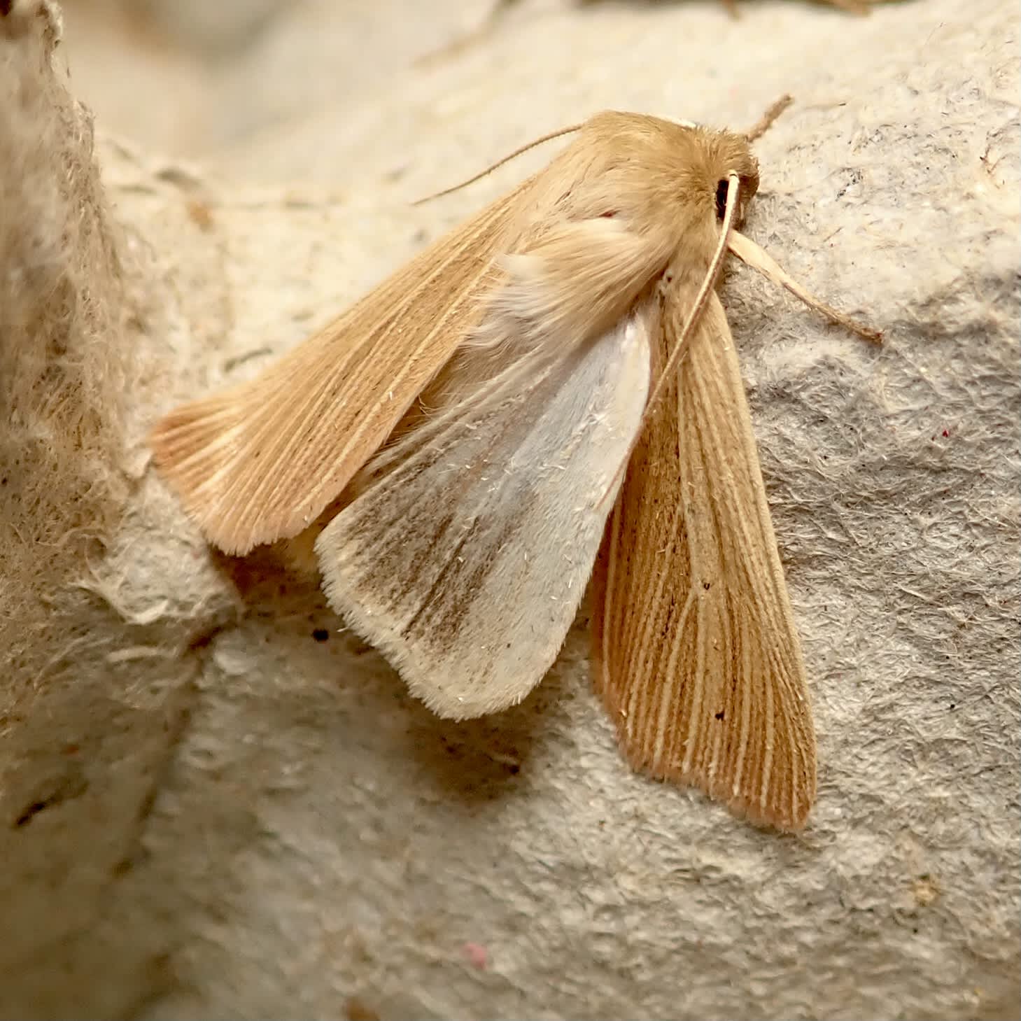 Common Wainscot (Mythimna pallens) photographed in Somerset by Sue Davies