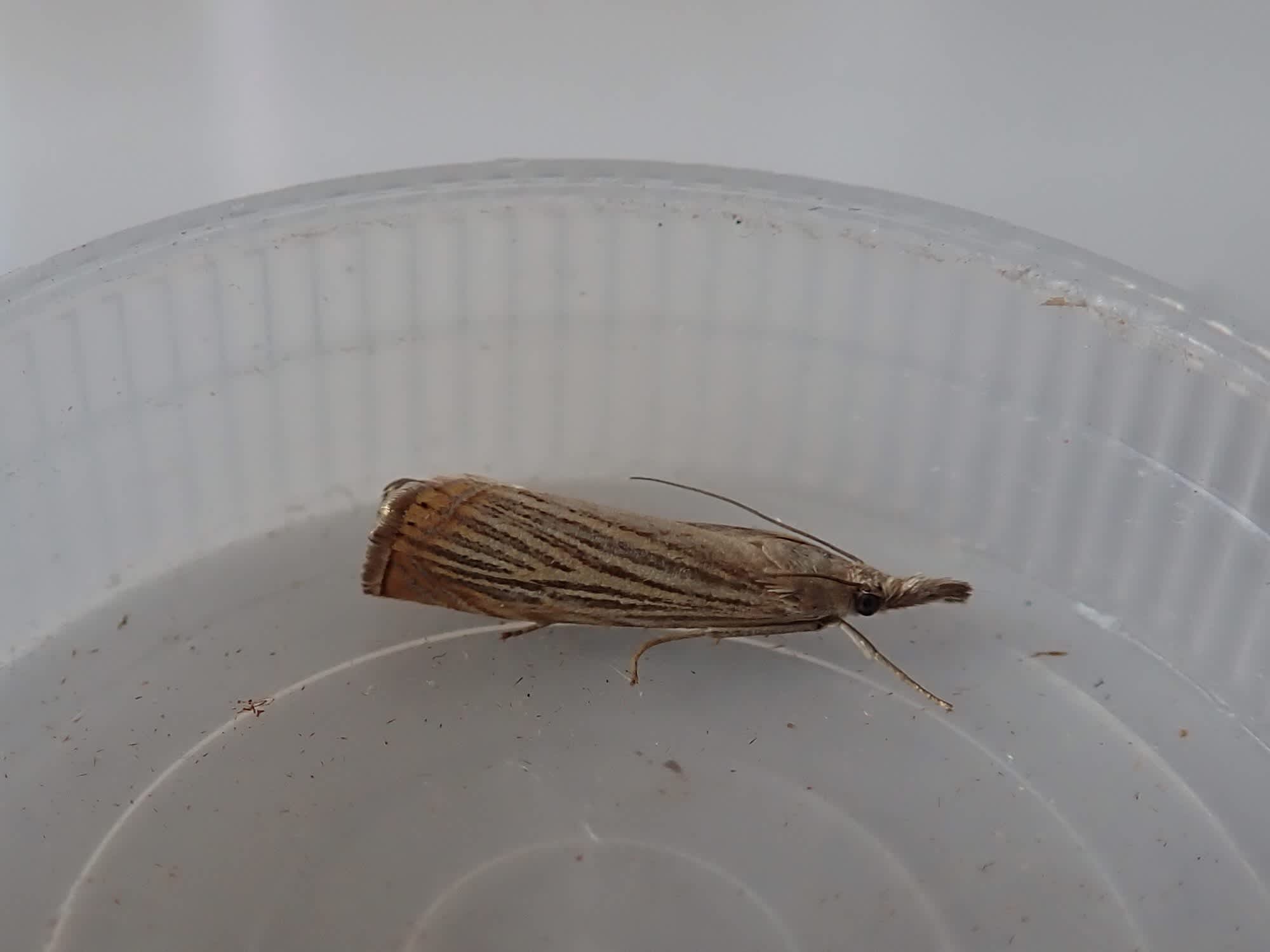 Garden Grass-veneer (Chrysoteuchia culmella) photographed in Somerset by Christopher Iles