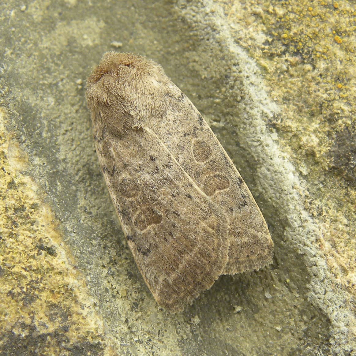 The Rustic (Hoplodrina blanda) photographed in Somerset by Sue Davies