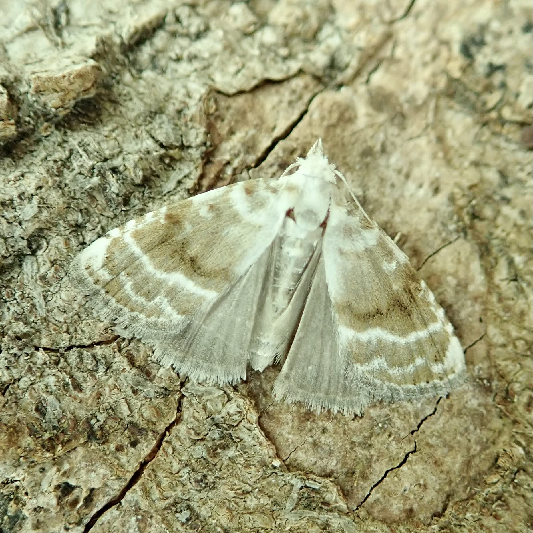 Kent Black Arches (Meganola albula) photographed in Somerset by Sue Davies