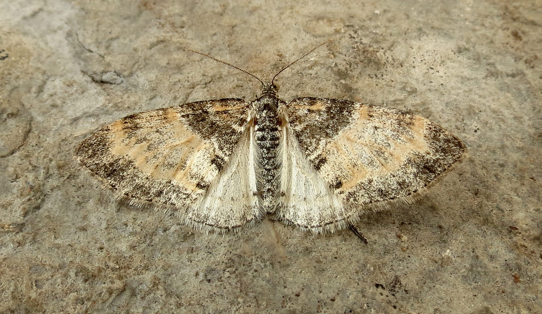 The Seraphim (Lobophora halterata) photographed in Somerset by Steve Chapple