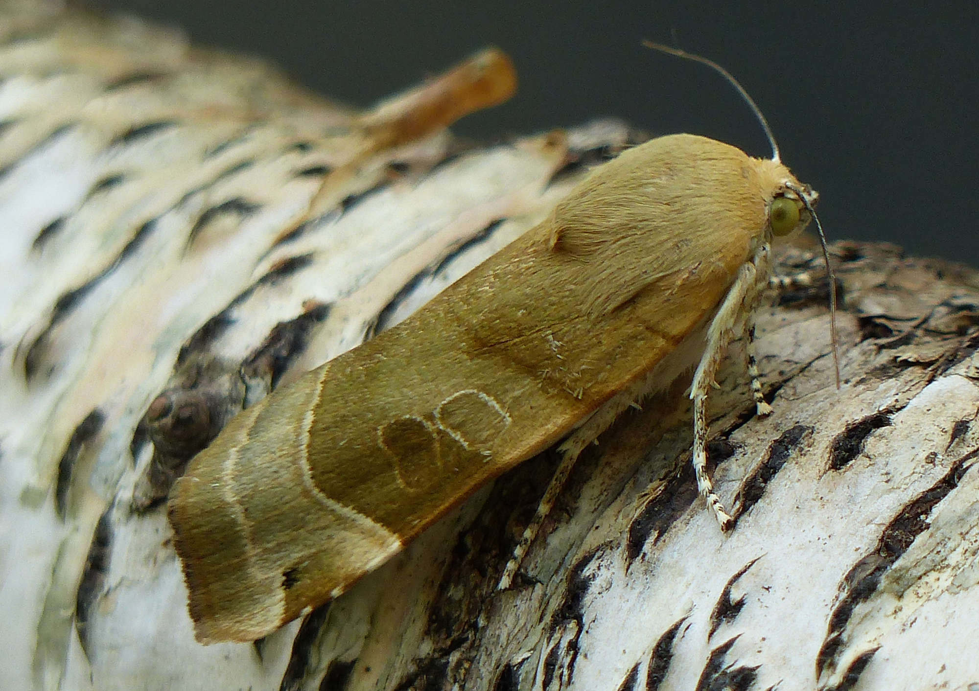 Broad-bordered Yellow Underwing (Noctua fimbriata) photographed in Somerset by Jenny Vickers