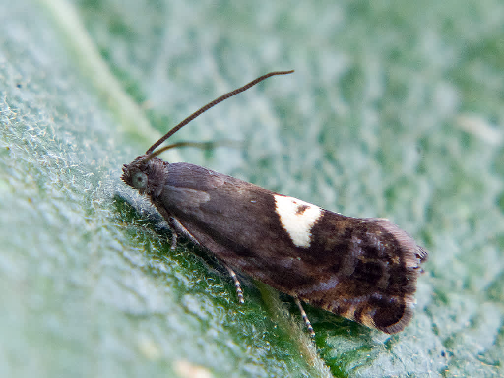 Pigmy Y Piercer (Pammene populana) photographed in Somerset by John Bebbington