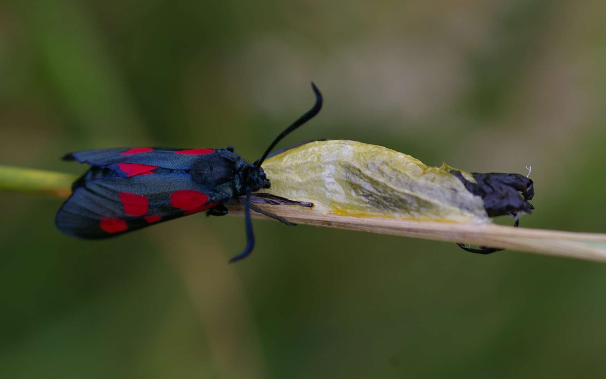 Five-Spot Burnet (Zygaena trifolii) photographed in Somerset by John Connolly