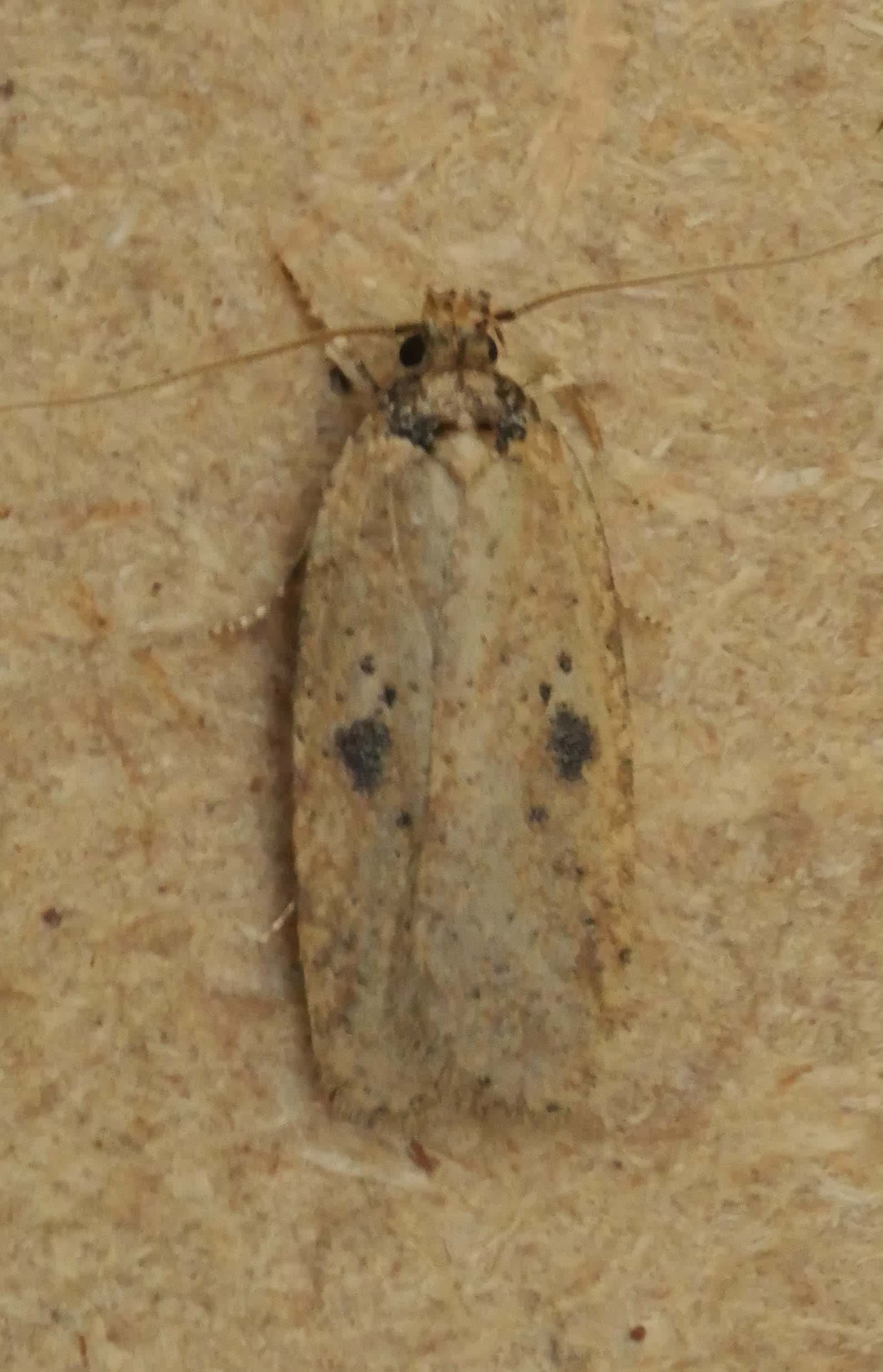 Ruddy Flat-body (Agonopterix subpropinquella) photographed in Somerset by Jenny Vickers
