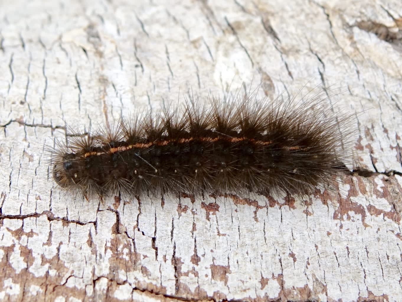 White Ermine (Spilosoma lubricipeda) photographed in Somerset by Sue Davies