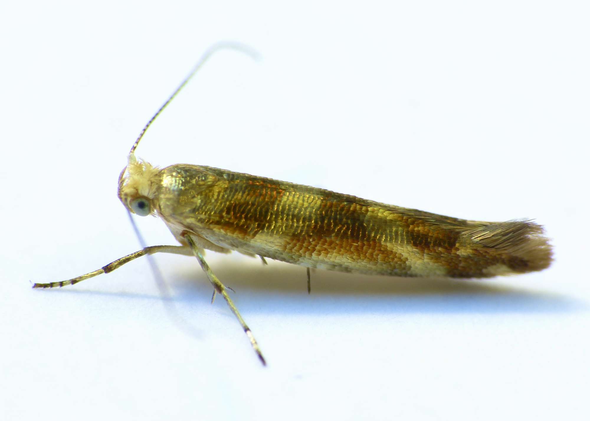 Golden Argent (Argyresthia goedartella) photographed in Somerset by Paul Wilkins