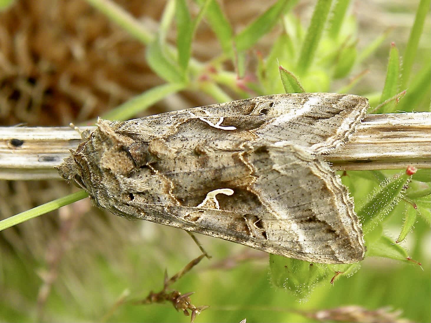 Silver Y (Autographa gamma) photographed in Somerset by Sue Davies